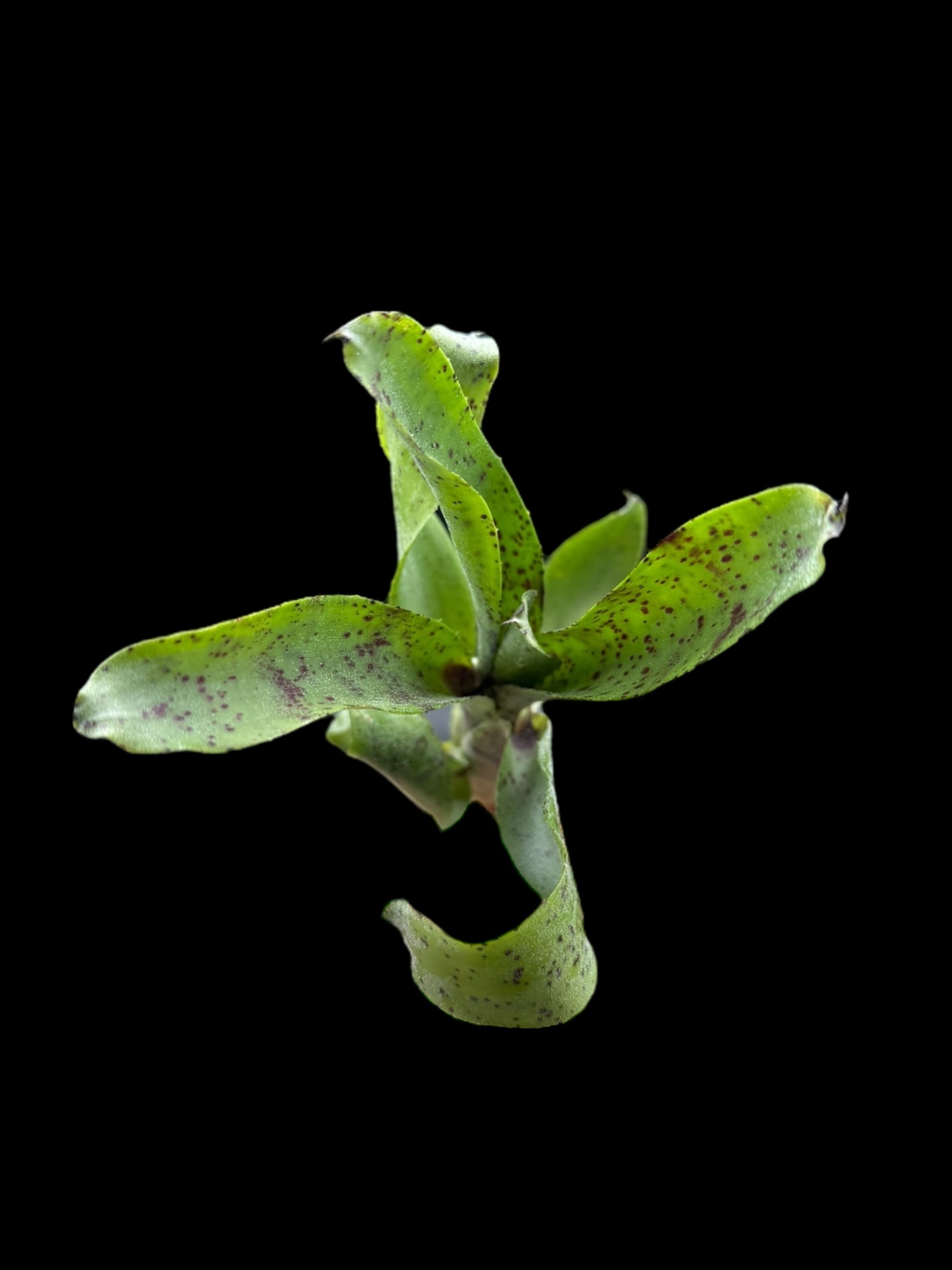 Neoregelia Lillipet