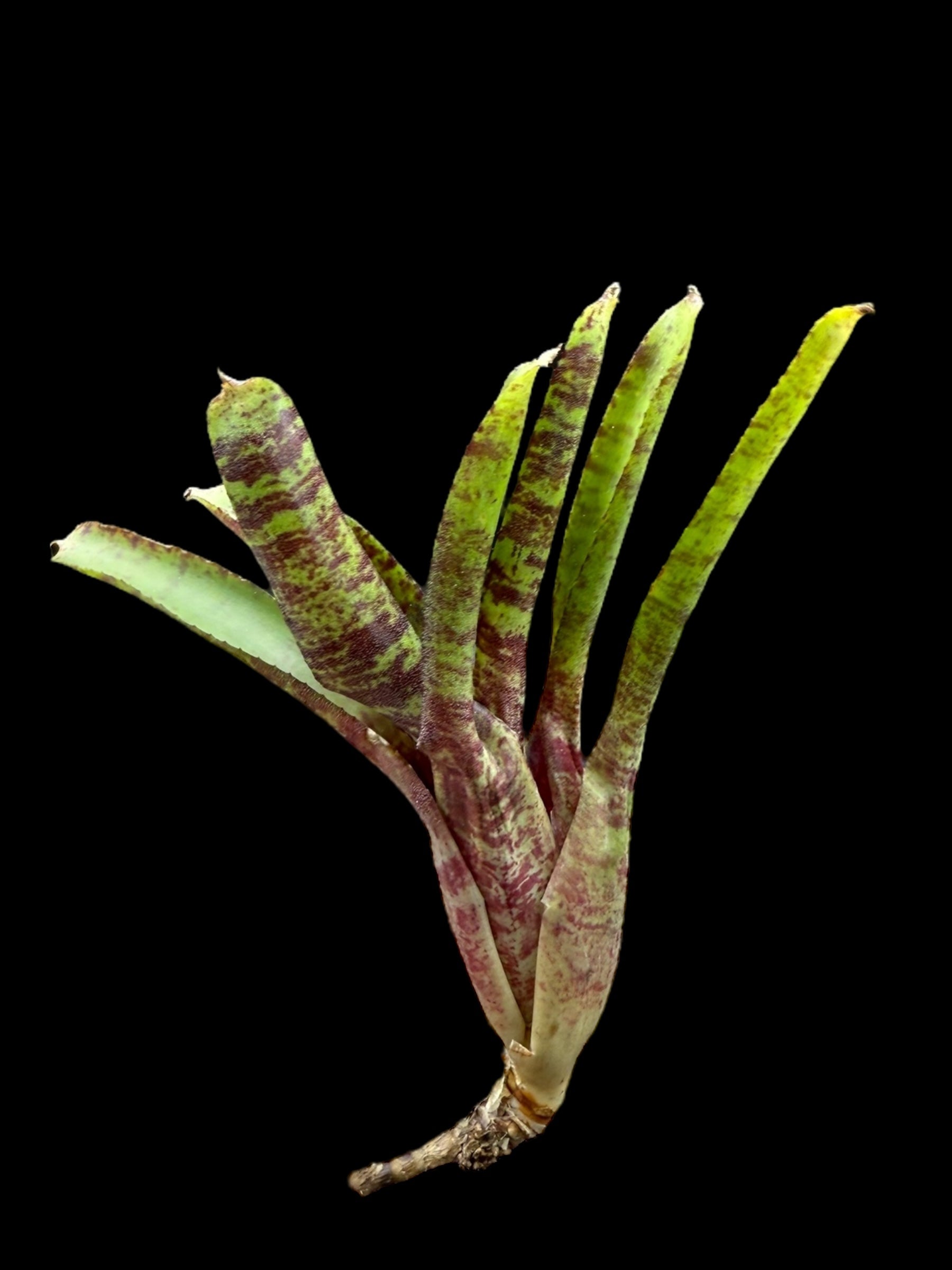 Neoregelia Tabby