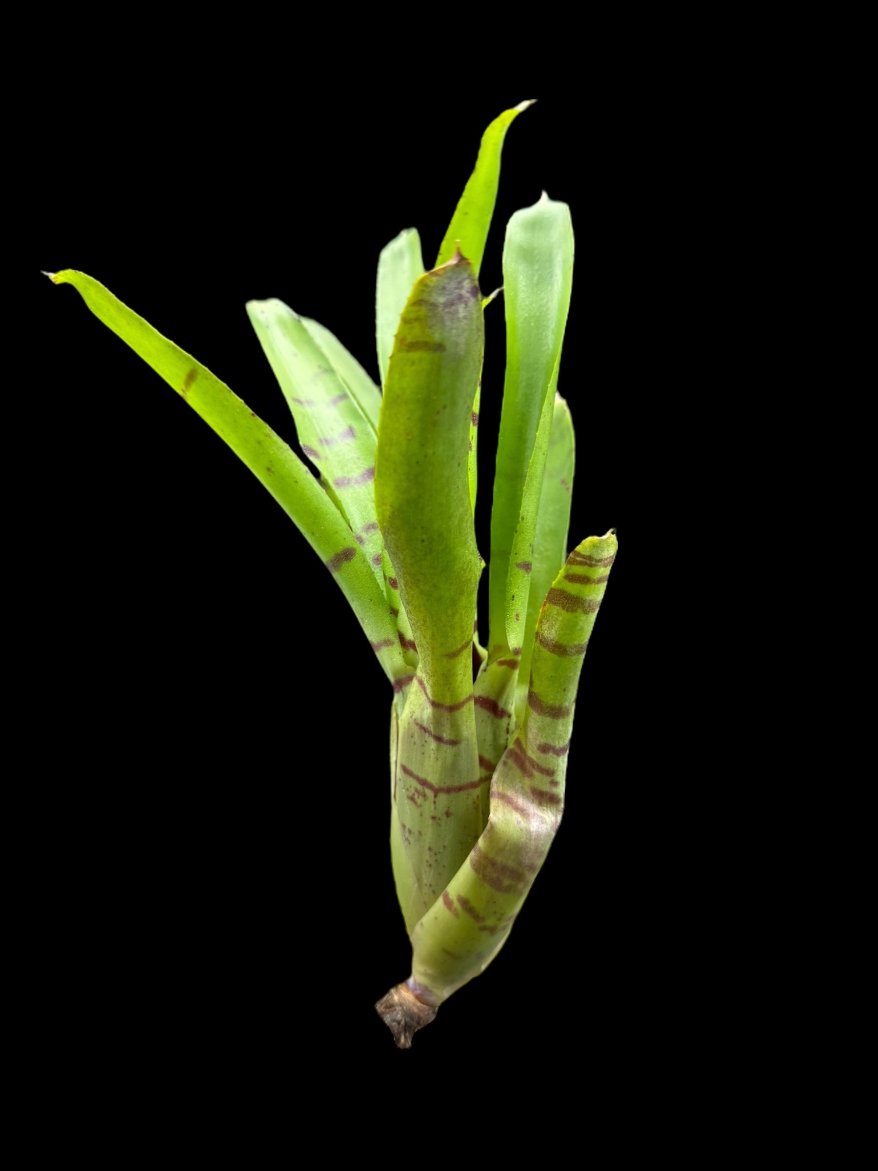 Neoregelia Ignatz