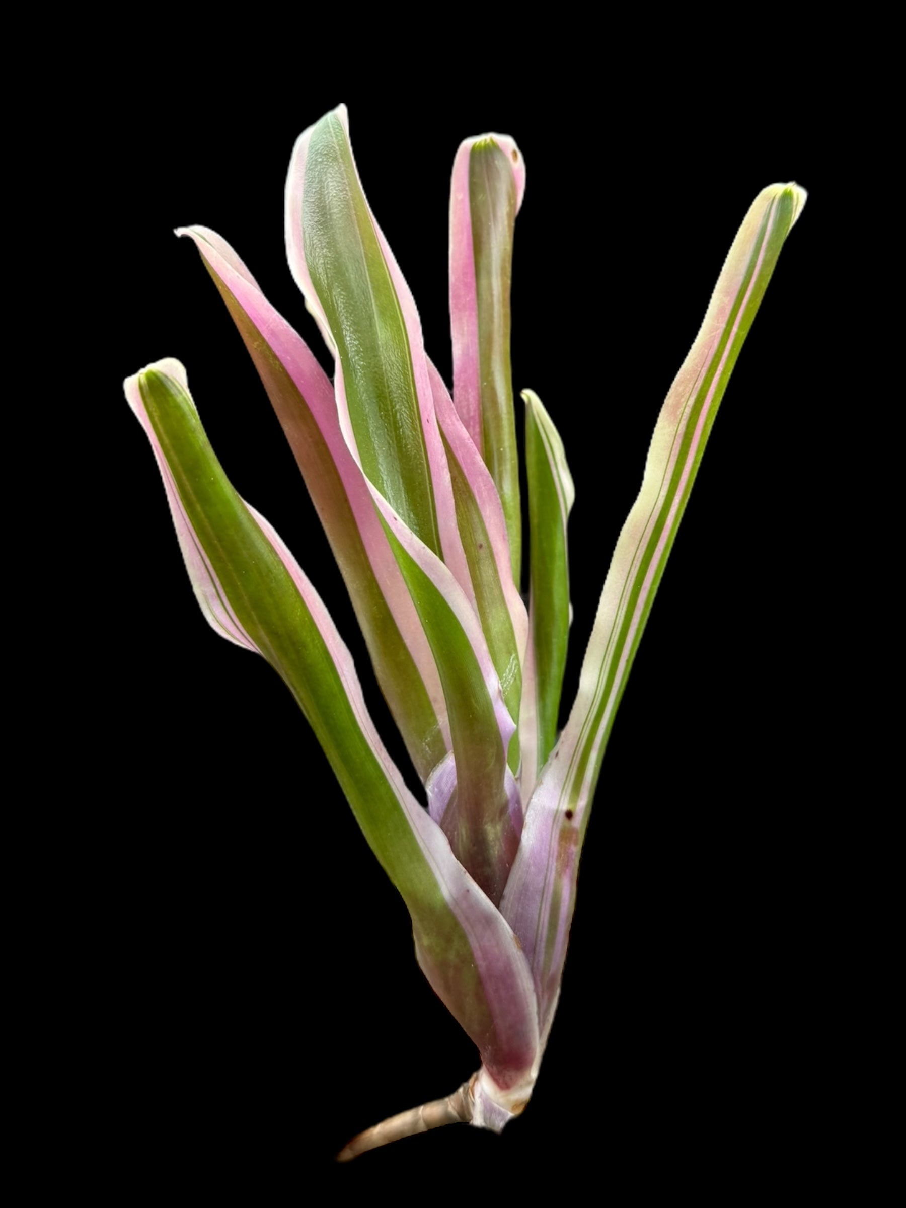 Neoregelia Rosy Fireball