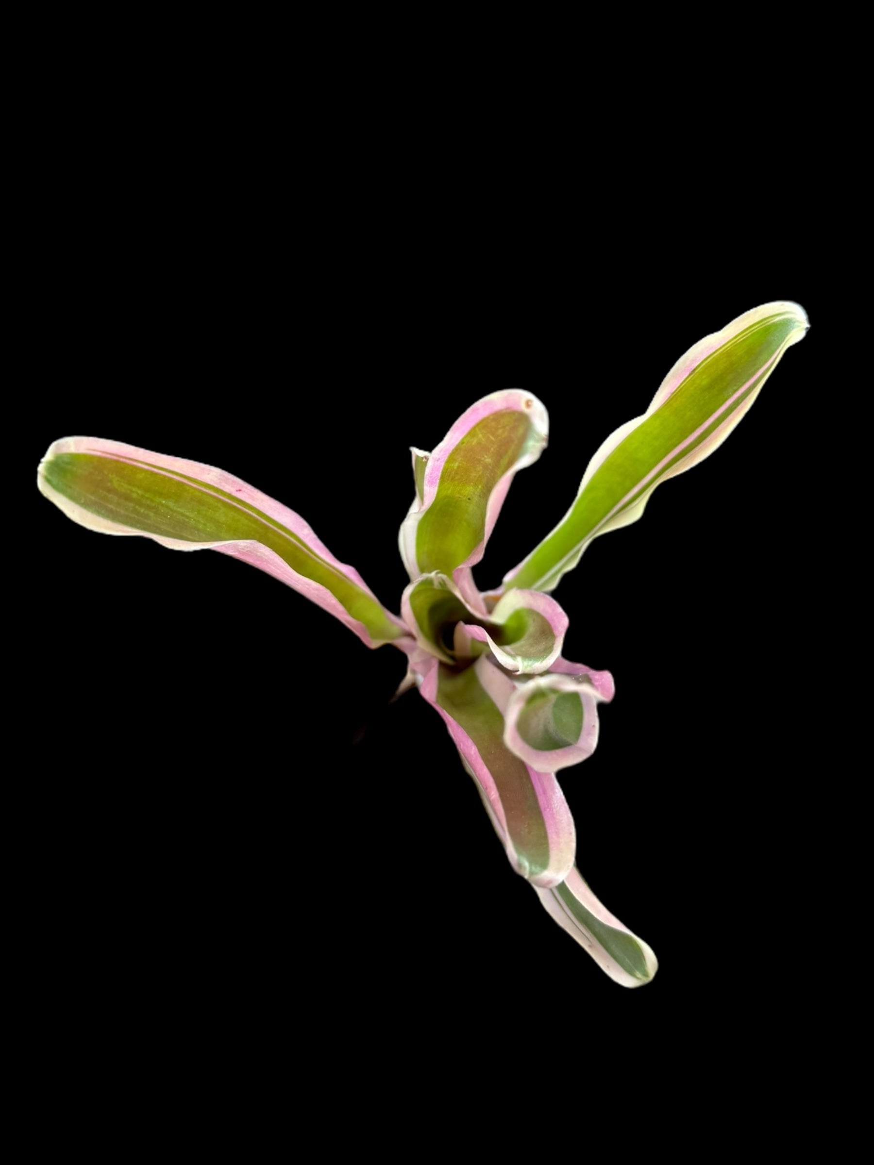 Neoregelia Rosy Fireball