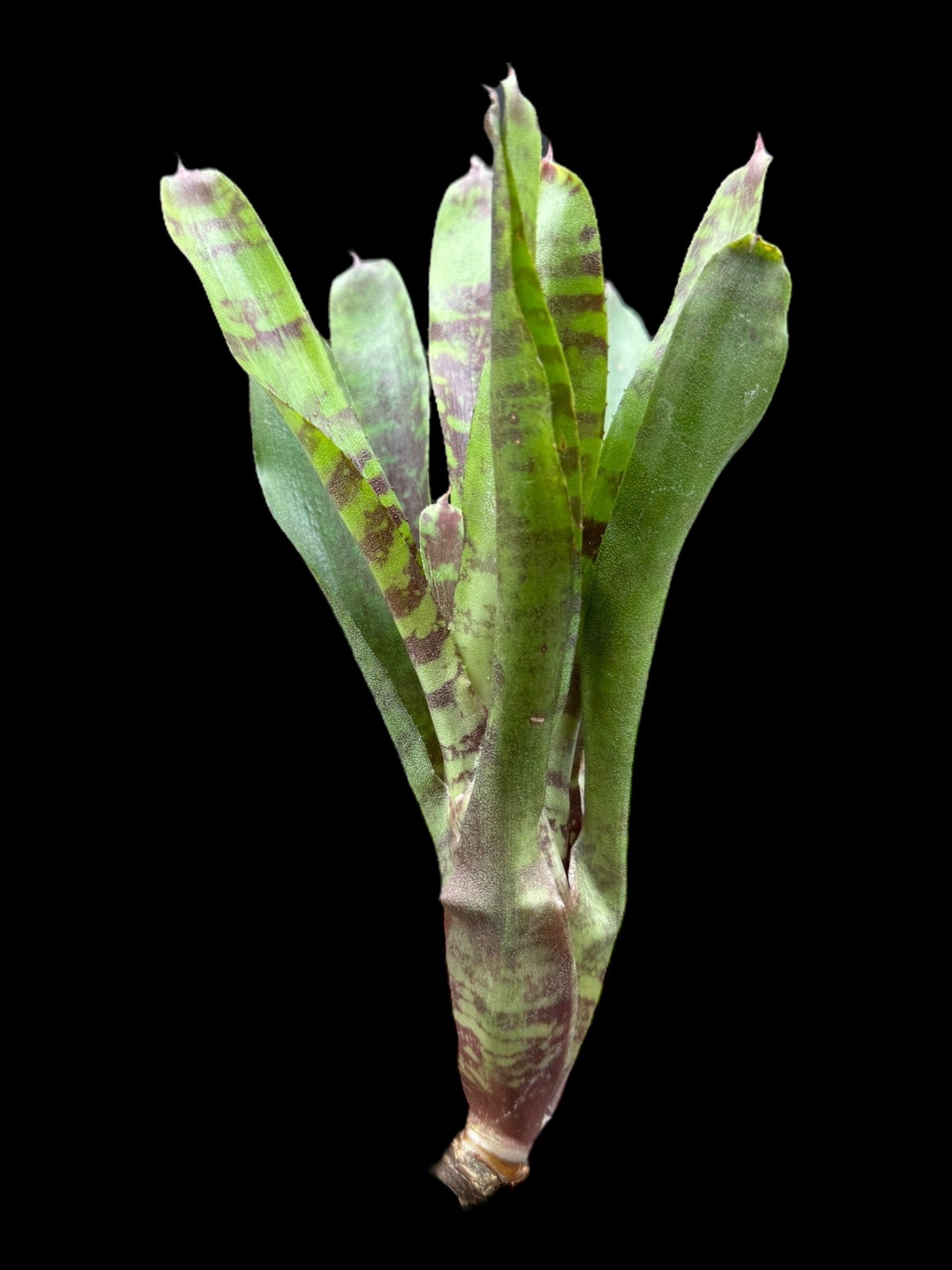 Faisan doré Neoregelia