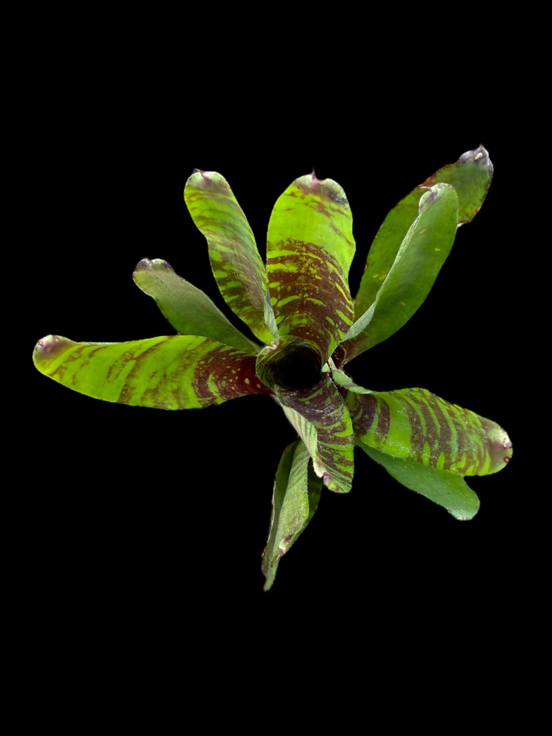 Faisan doré Neoregelia