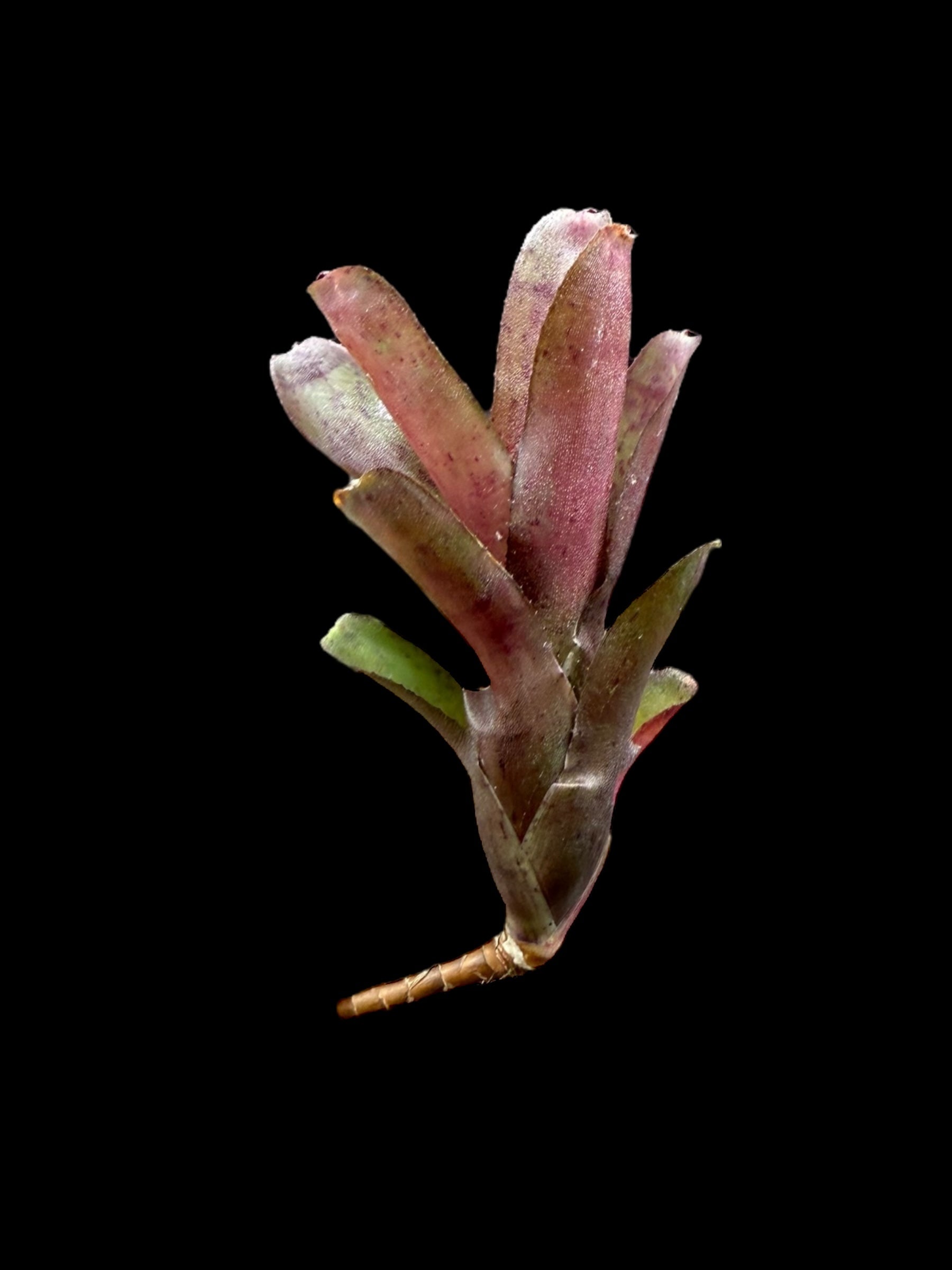 Neoregelia Freckles