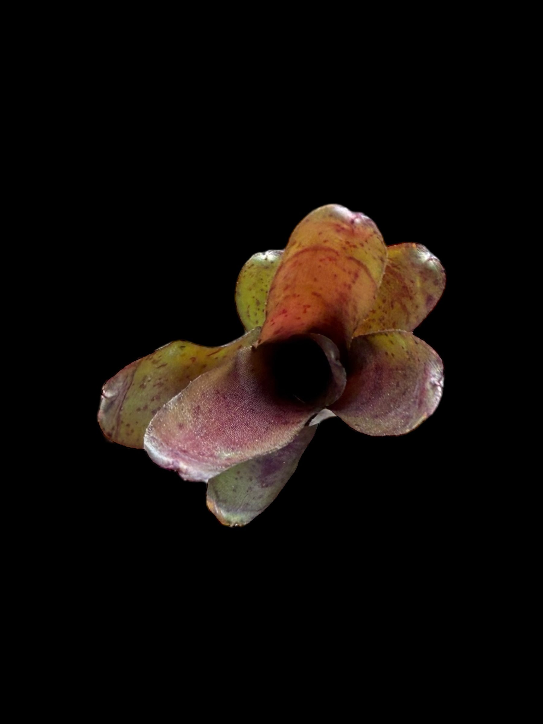 Neoregelia Freckles