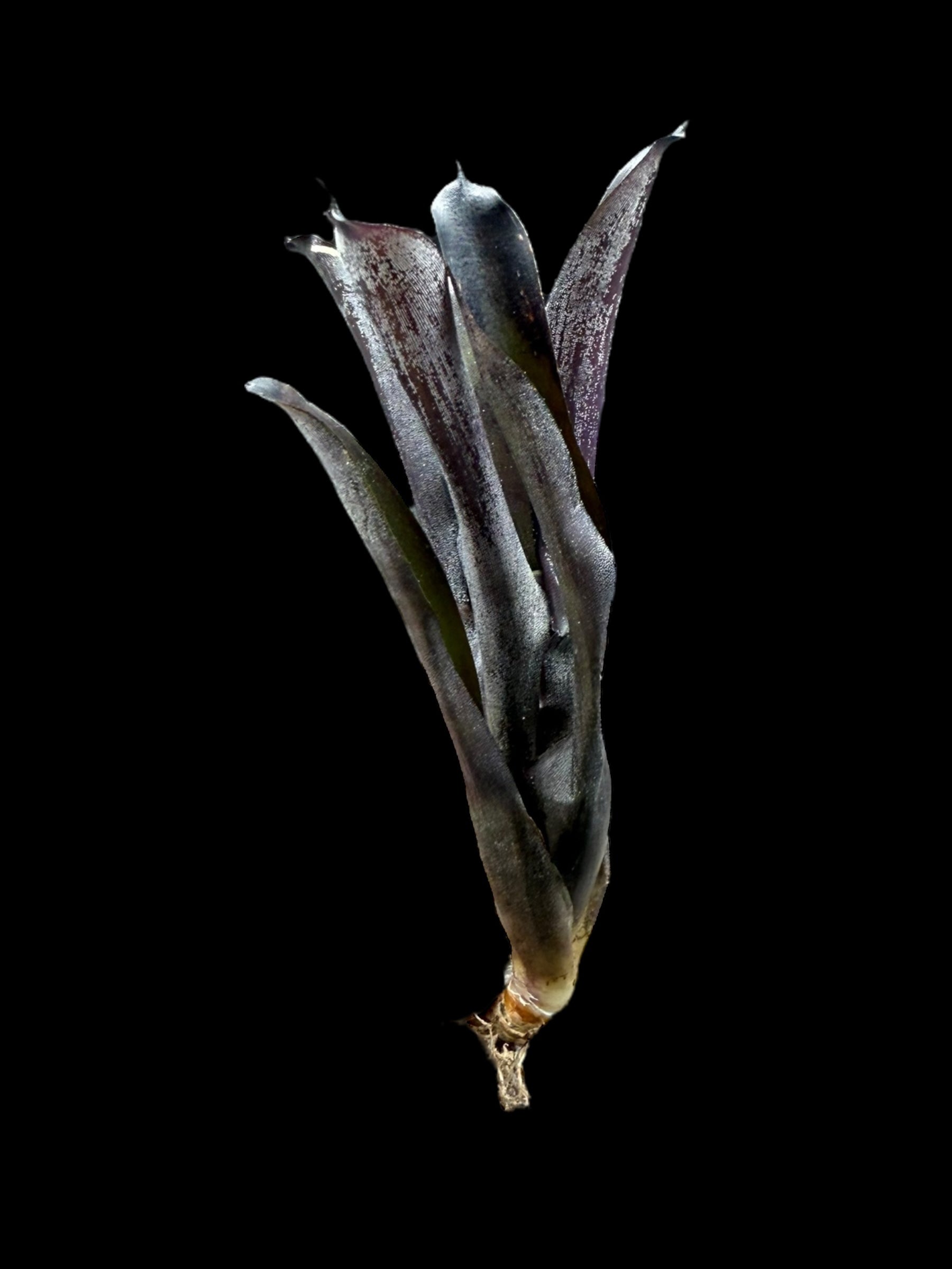 Neoregelia fuligineux