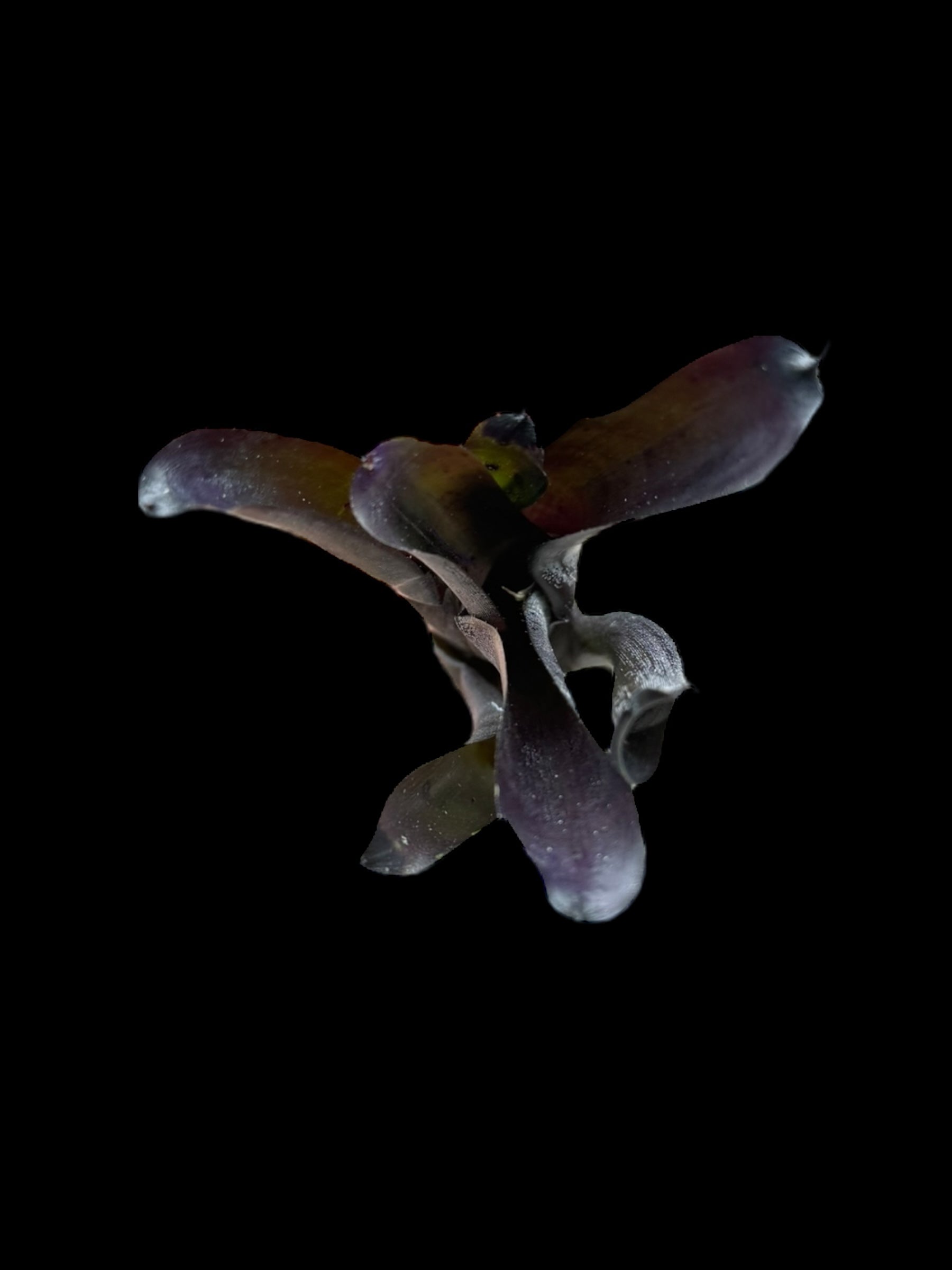 Neoregelia fuligineux