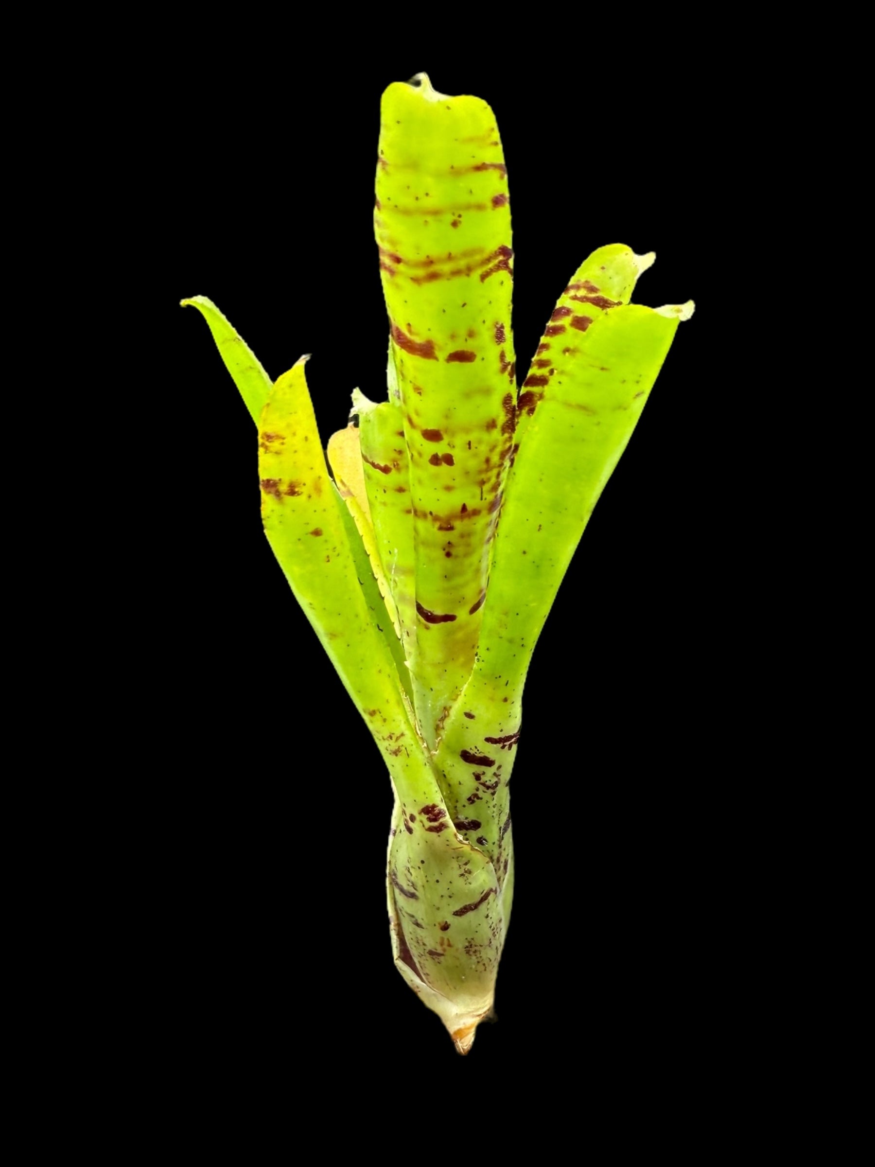 Neoregelia Topsider