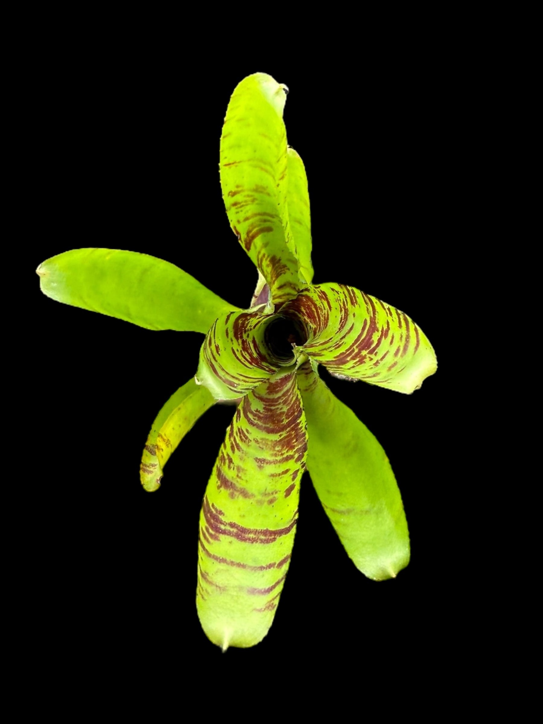 Neoregelia Topsider