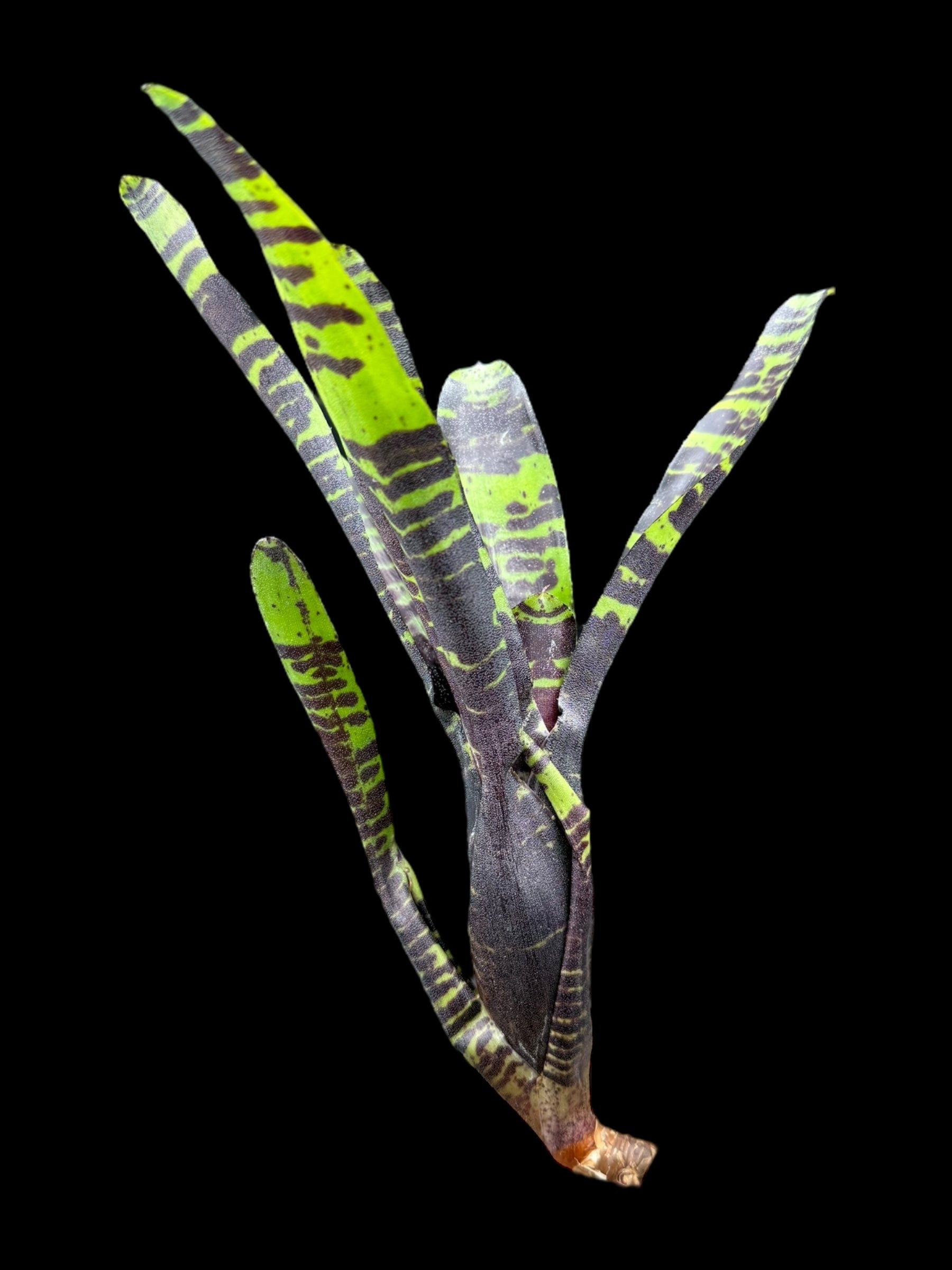 Truffe de Savoie Neoregelia
