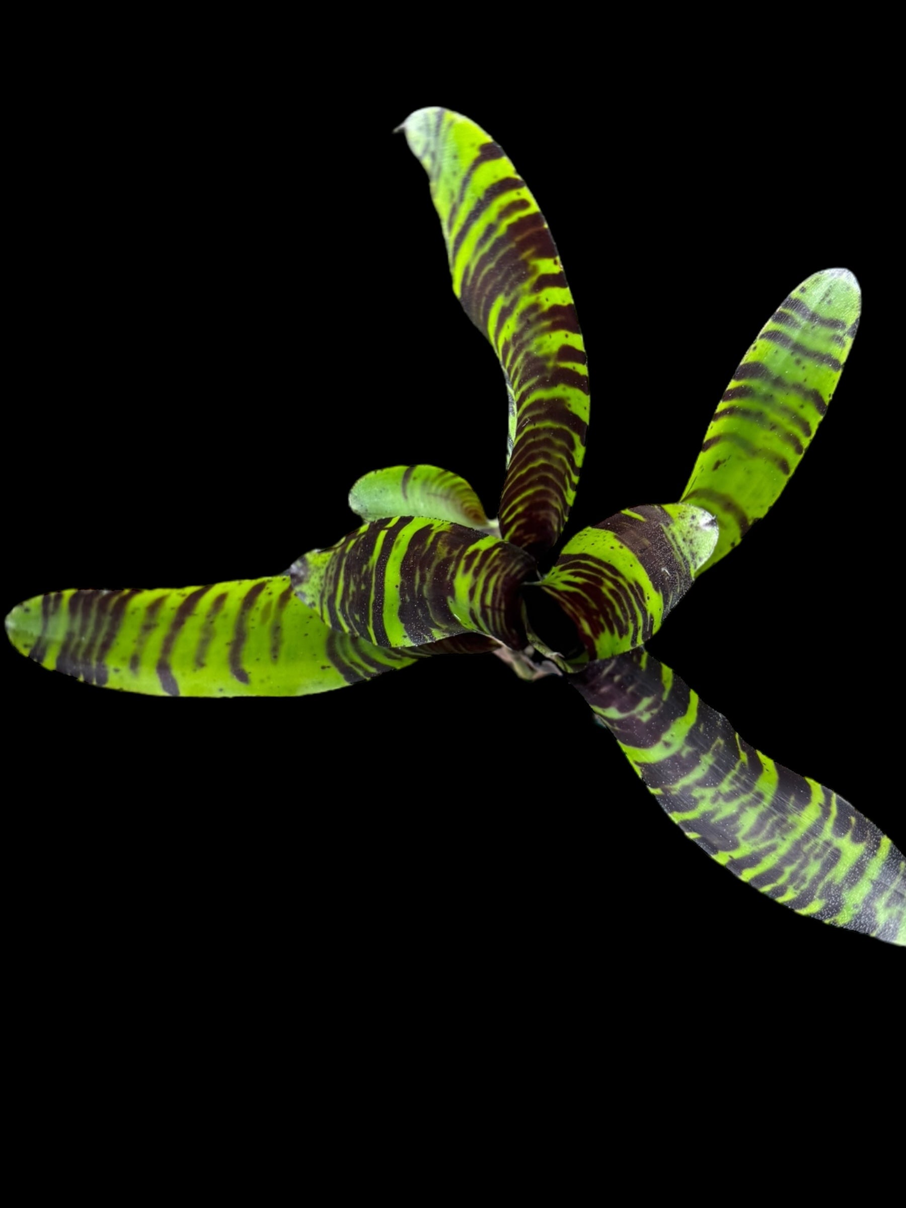 Truffe de Savoie Neoregelia