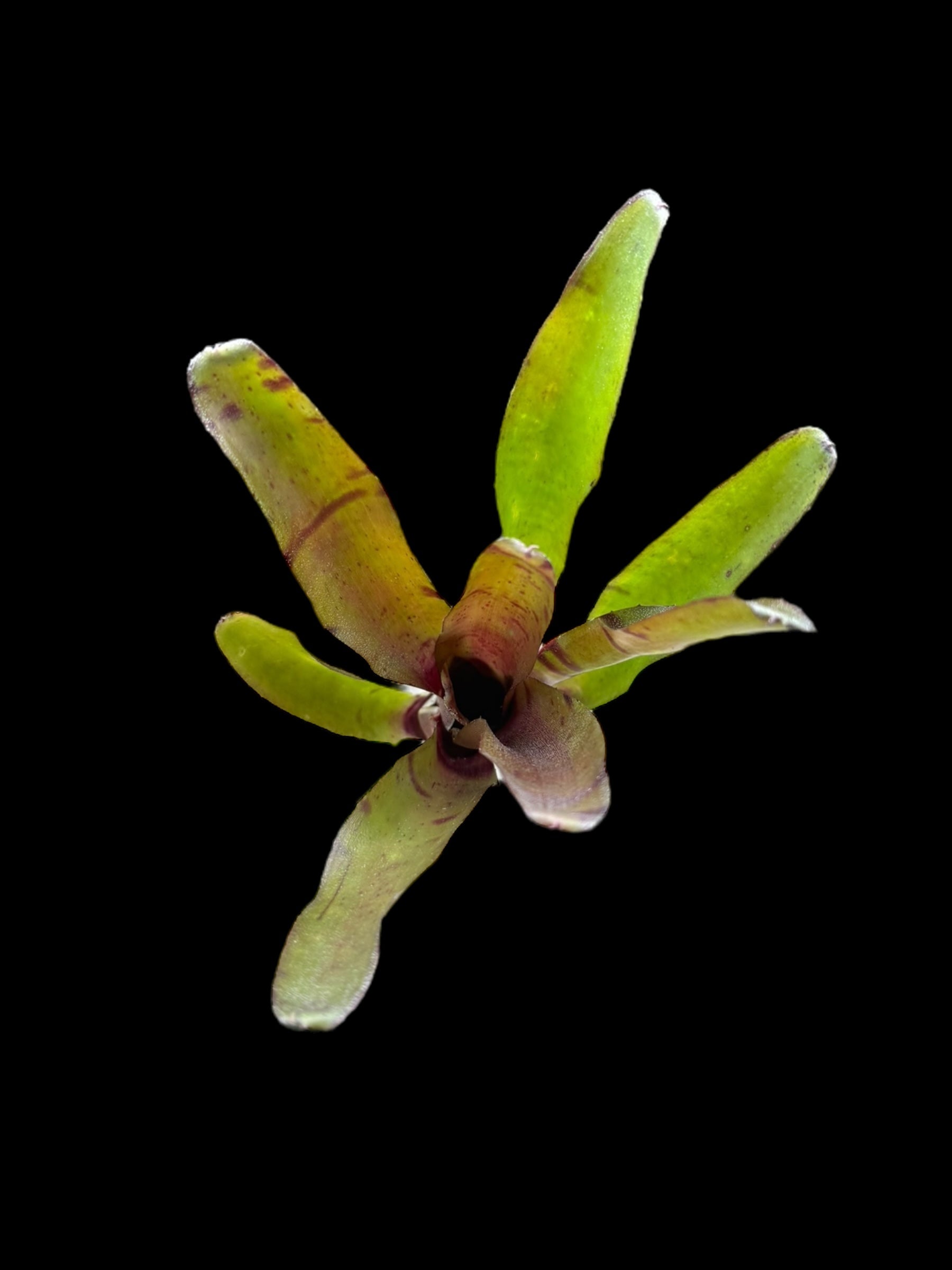 Neoregelia rubrifolia