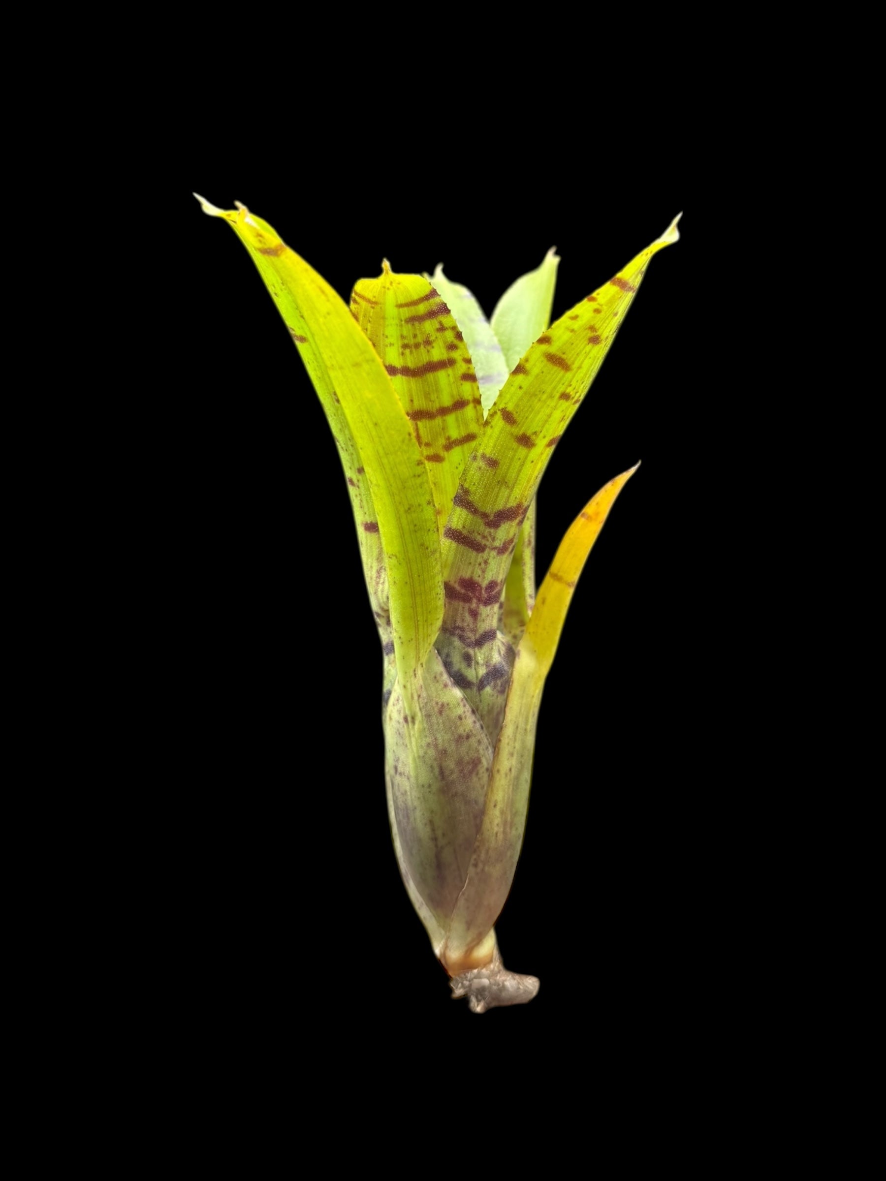 Cornichons Neoregelia