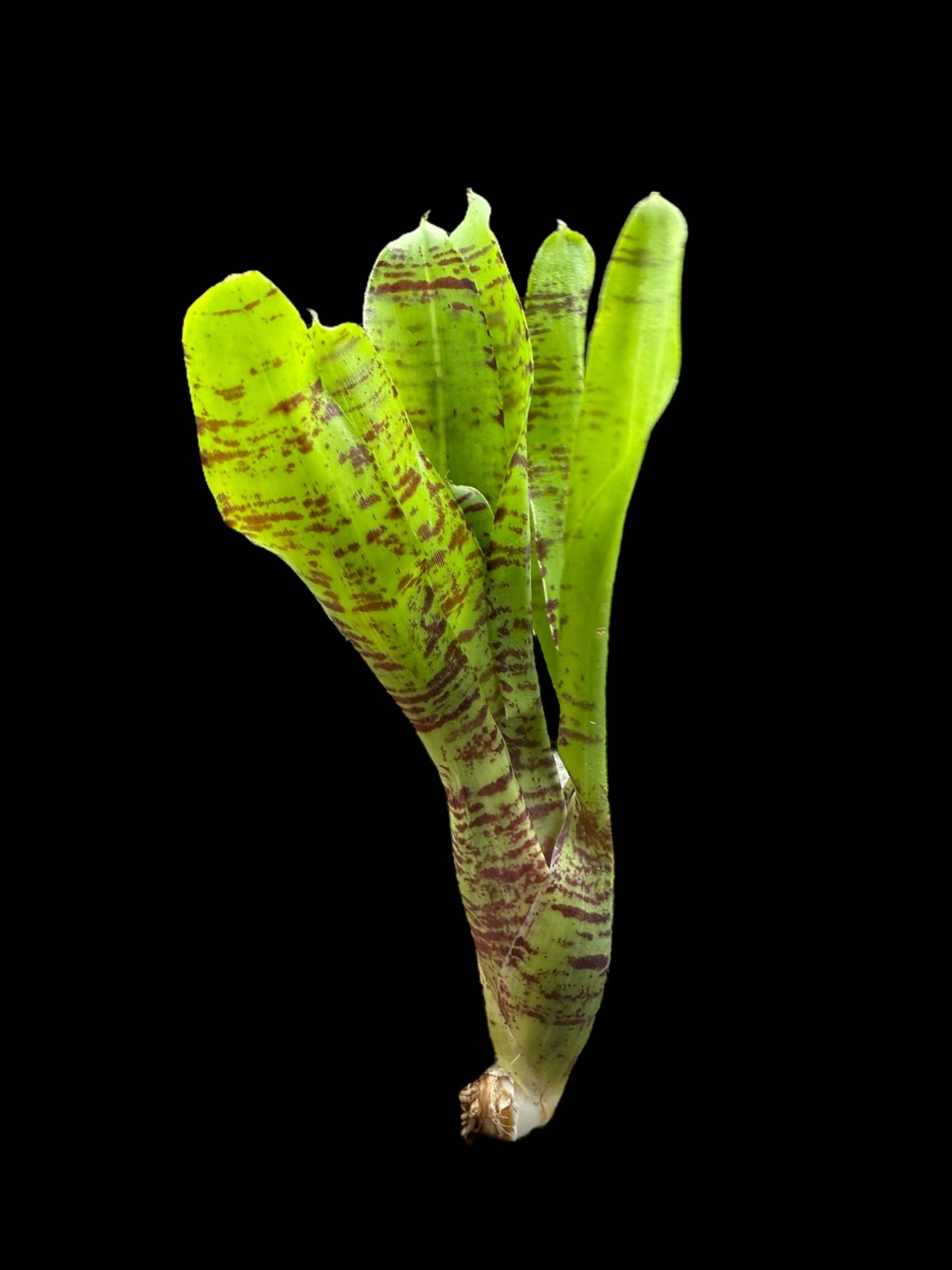 Plumes de cheval Neoregelia