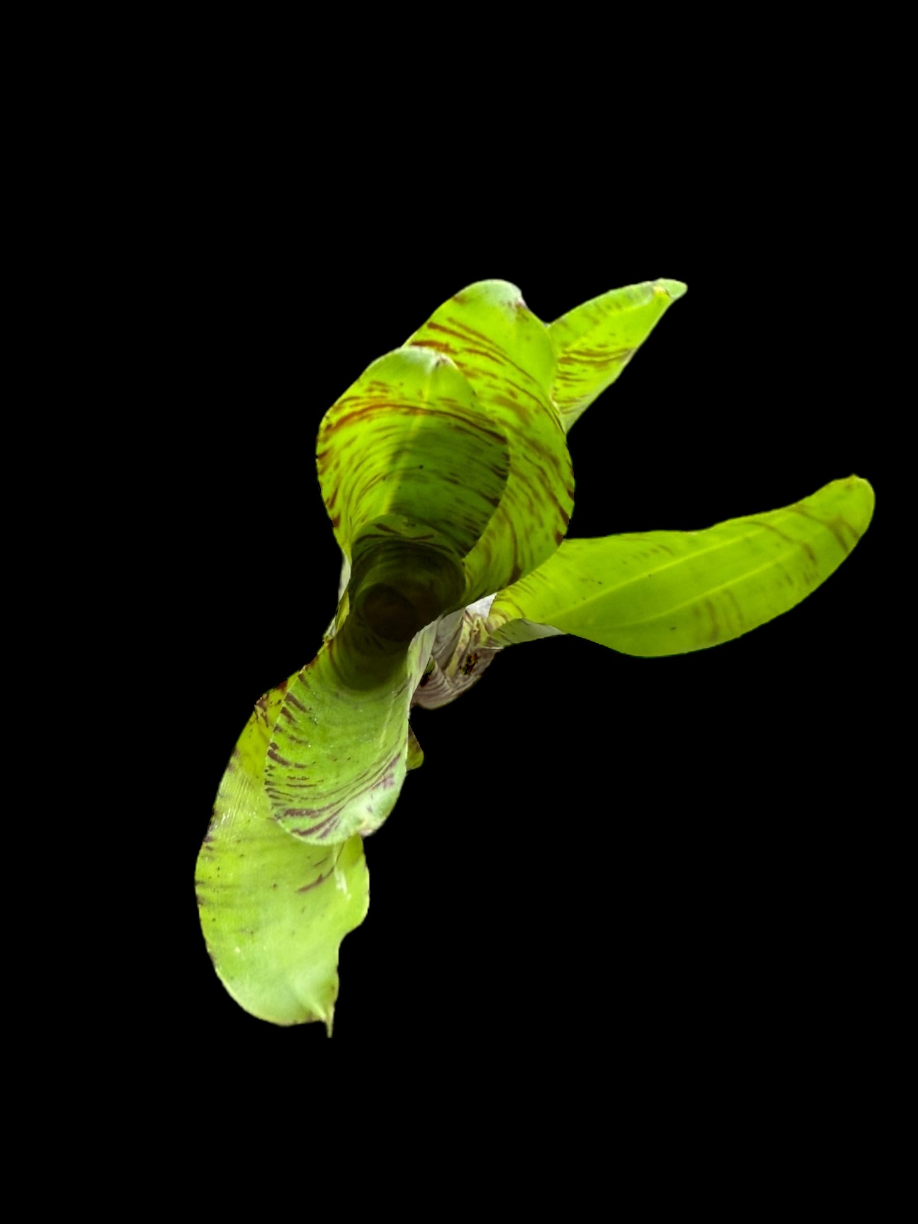 Plumes de cheval Neoregelia