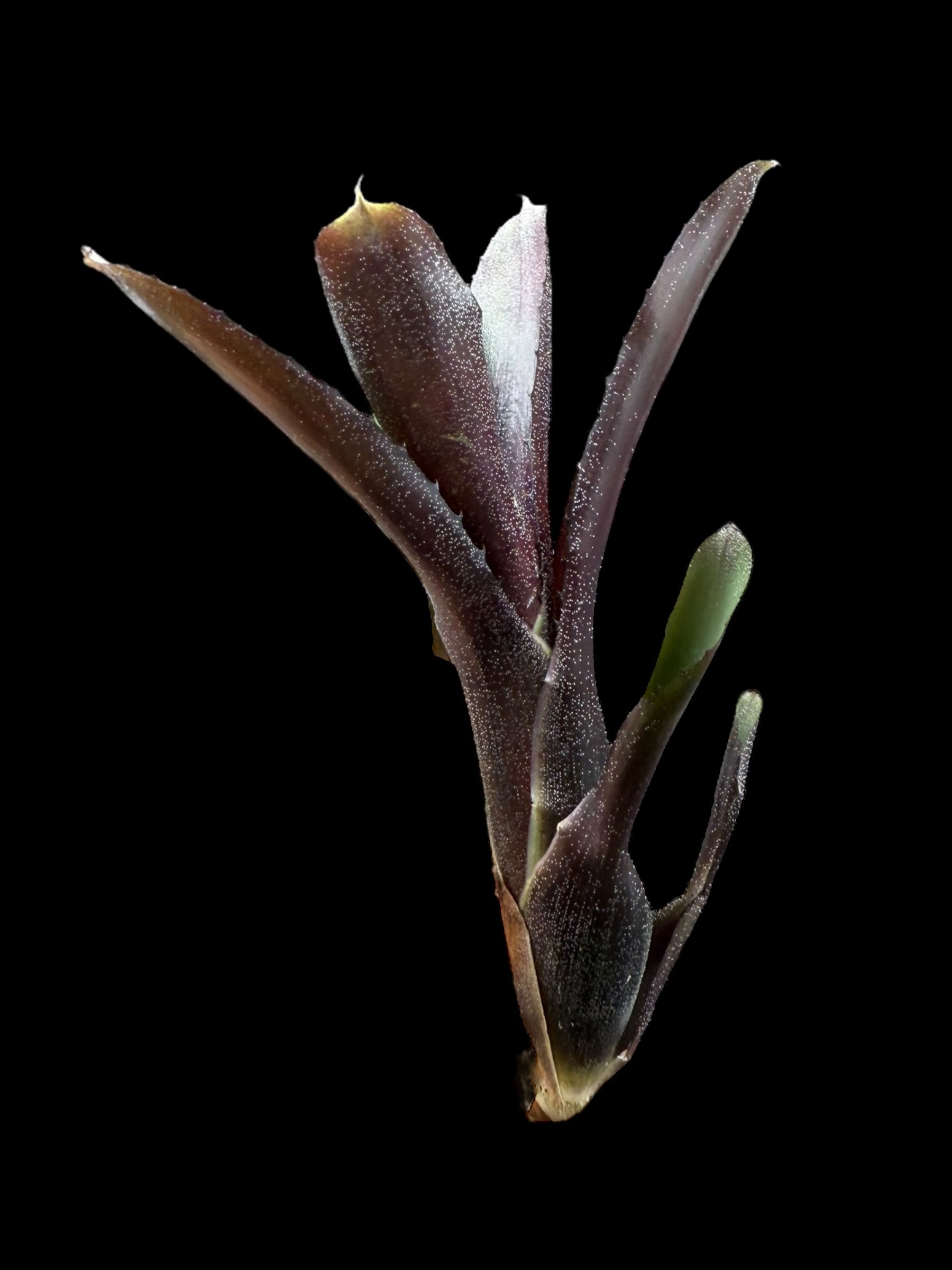 Neoregelia Maurice Henry Hobbs x paucifolia
