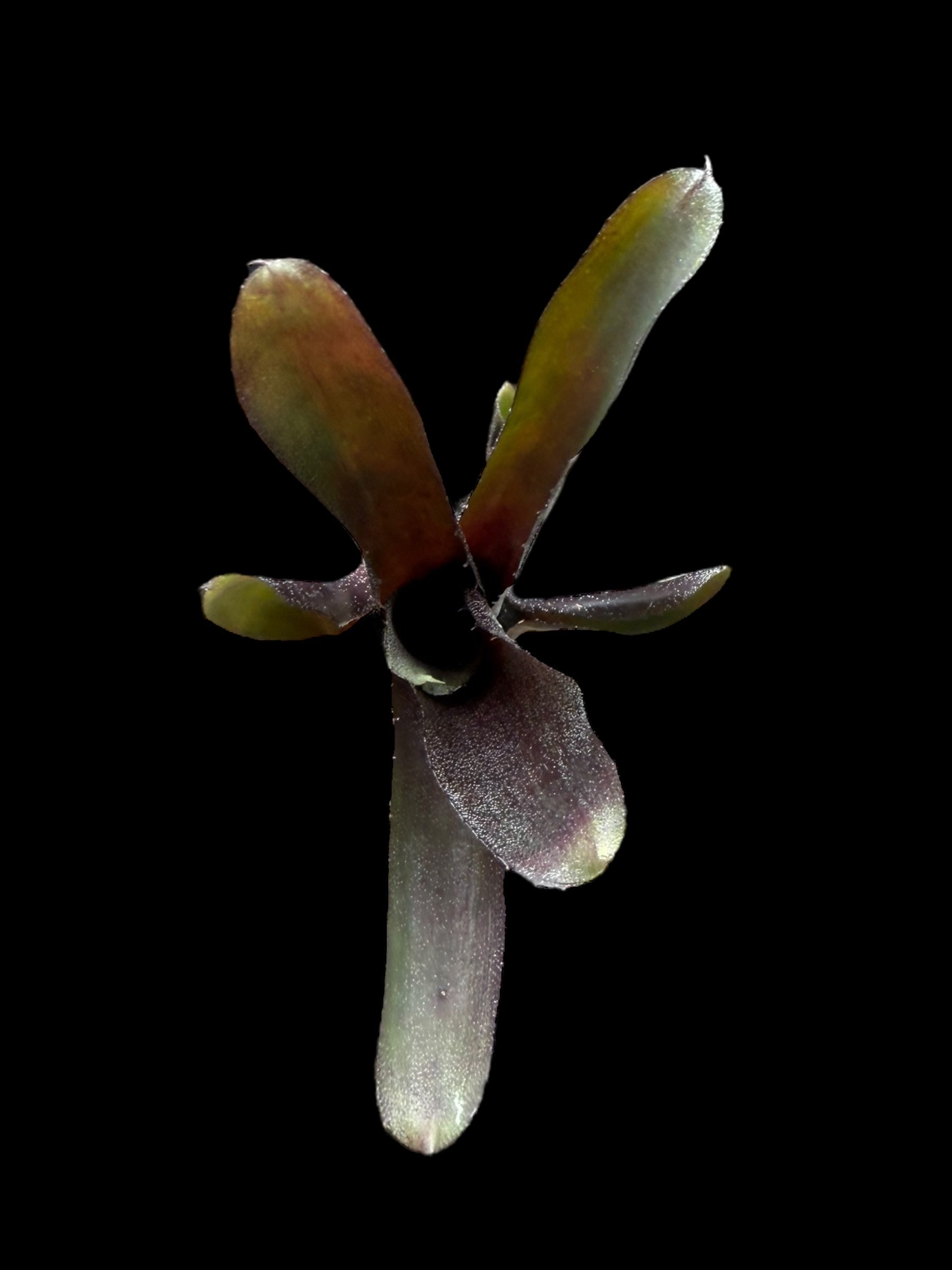 Neoregelia Maurice Henry Hobbs x paucifolia