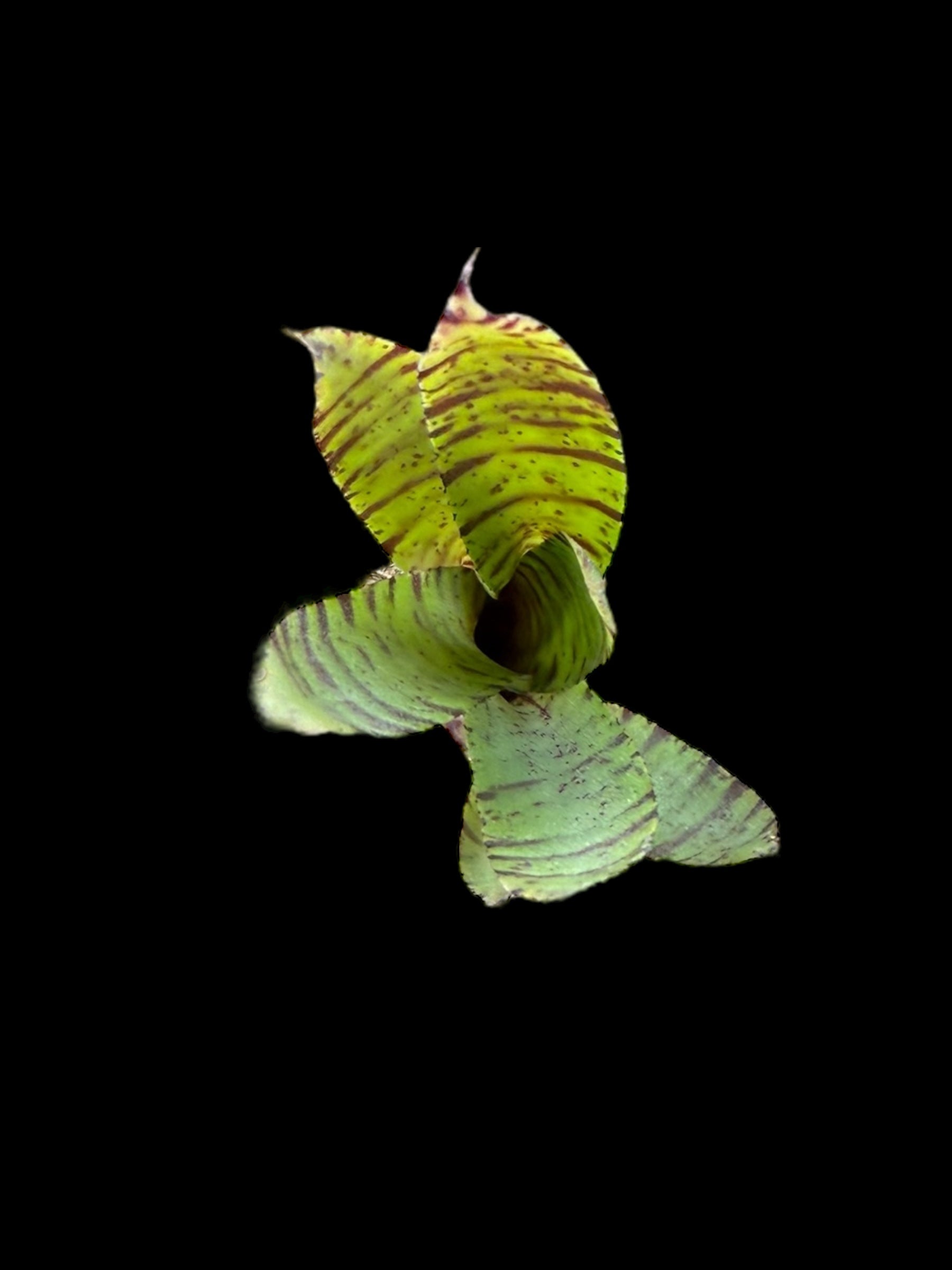 Neoregelia Ampullacea Bert