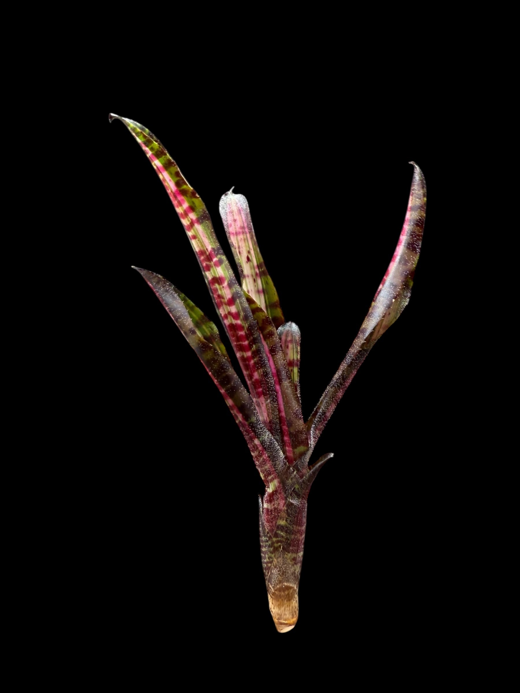 Neoregelia Hot Embers