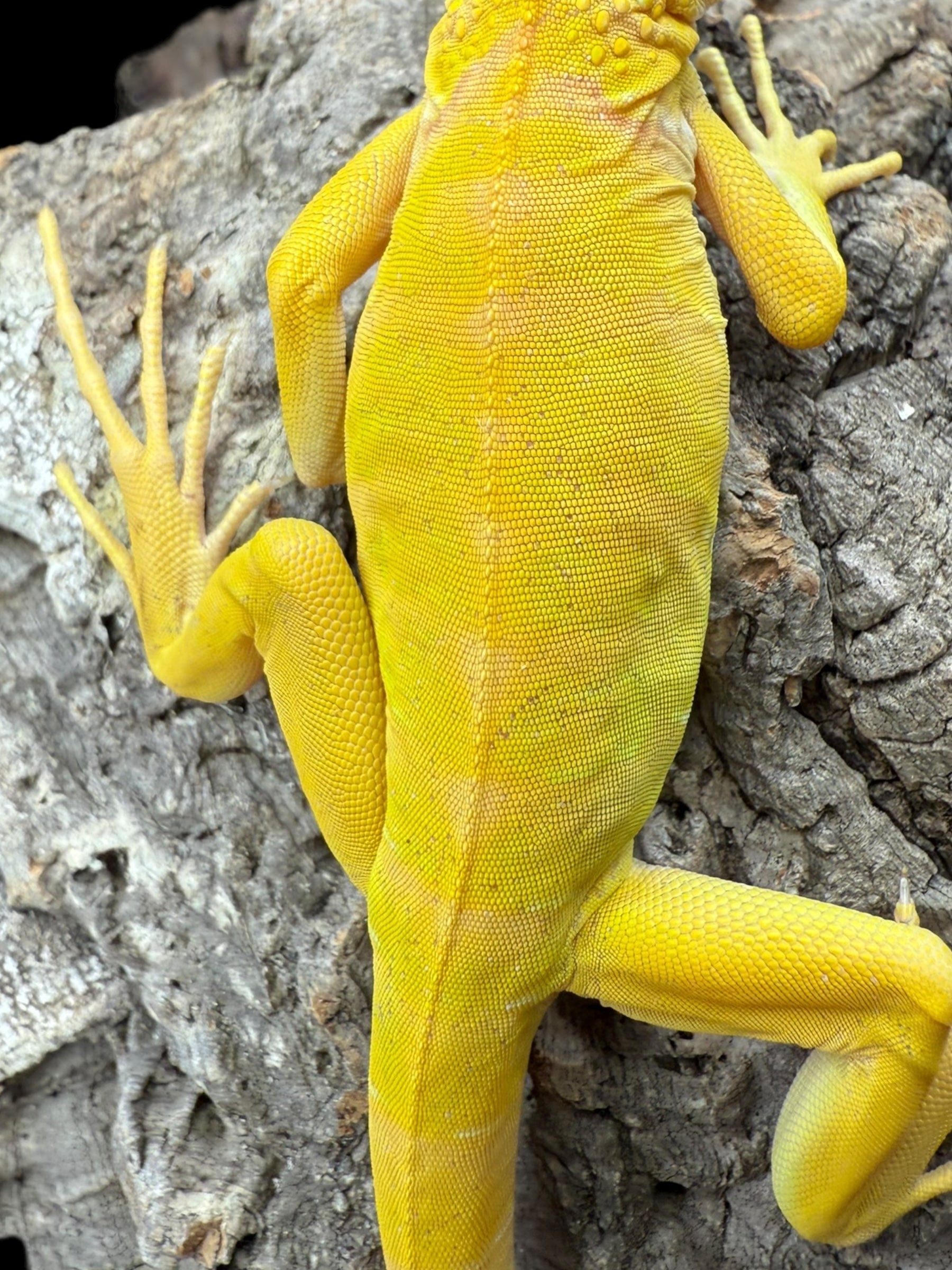 Iguana (Albino)