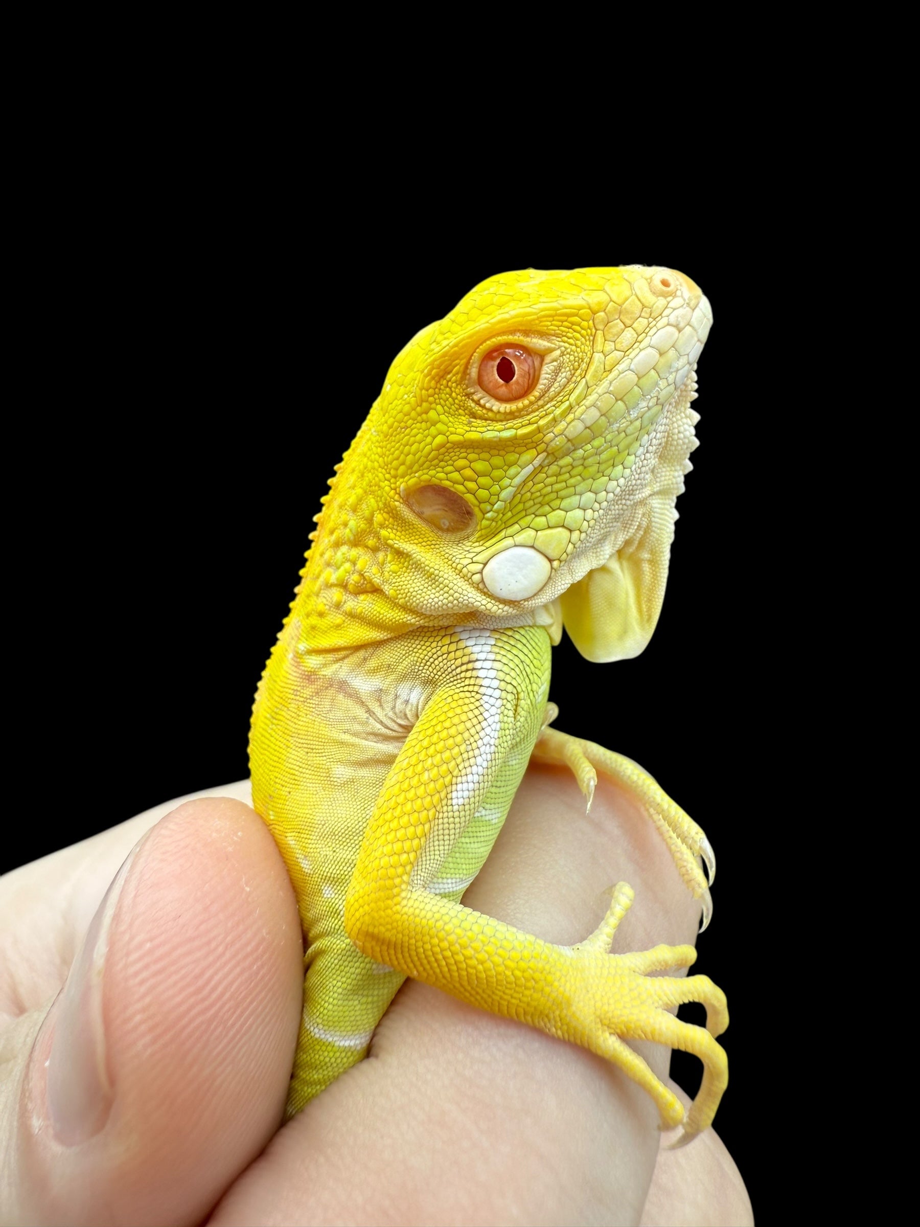 Iguana (Albino)