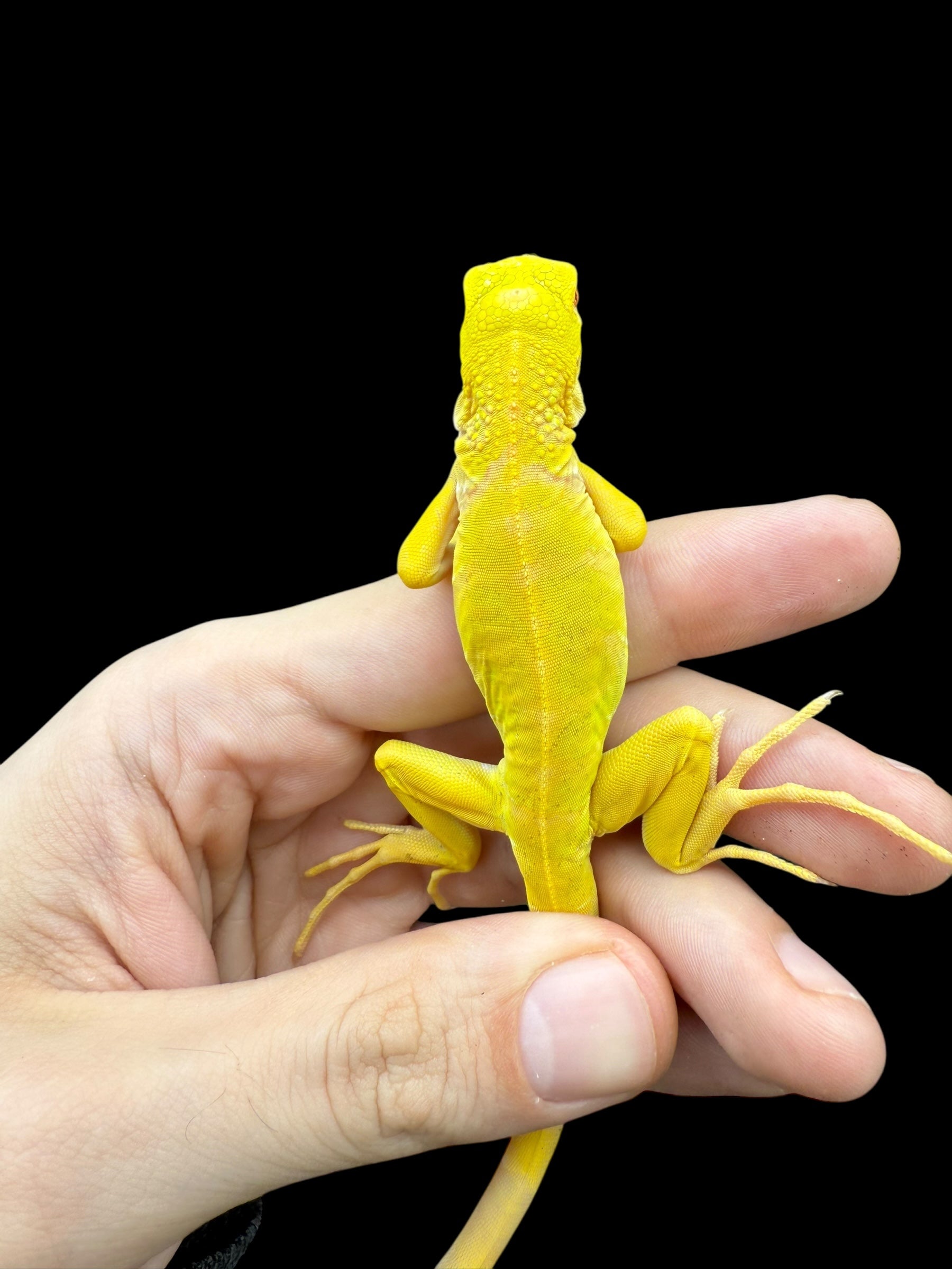 Iguana (Albino)