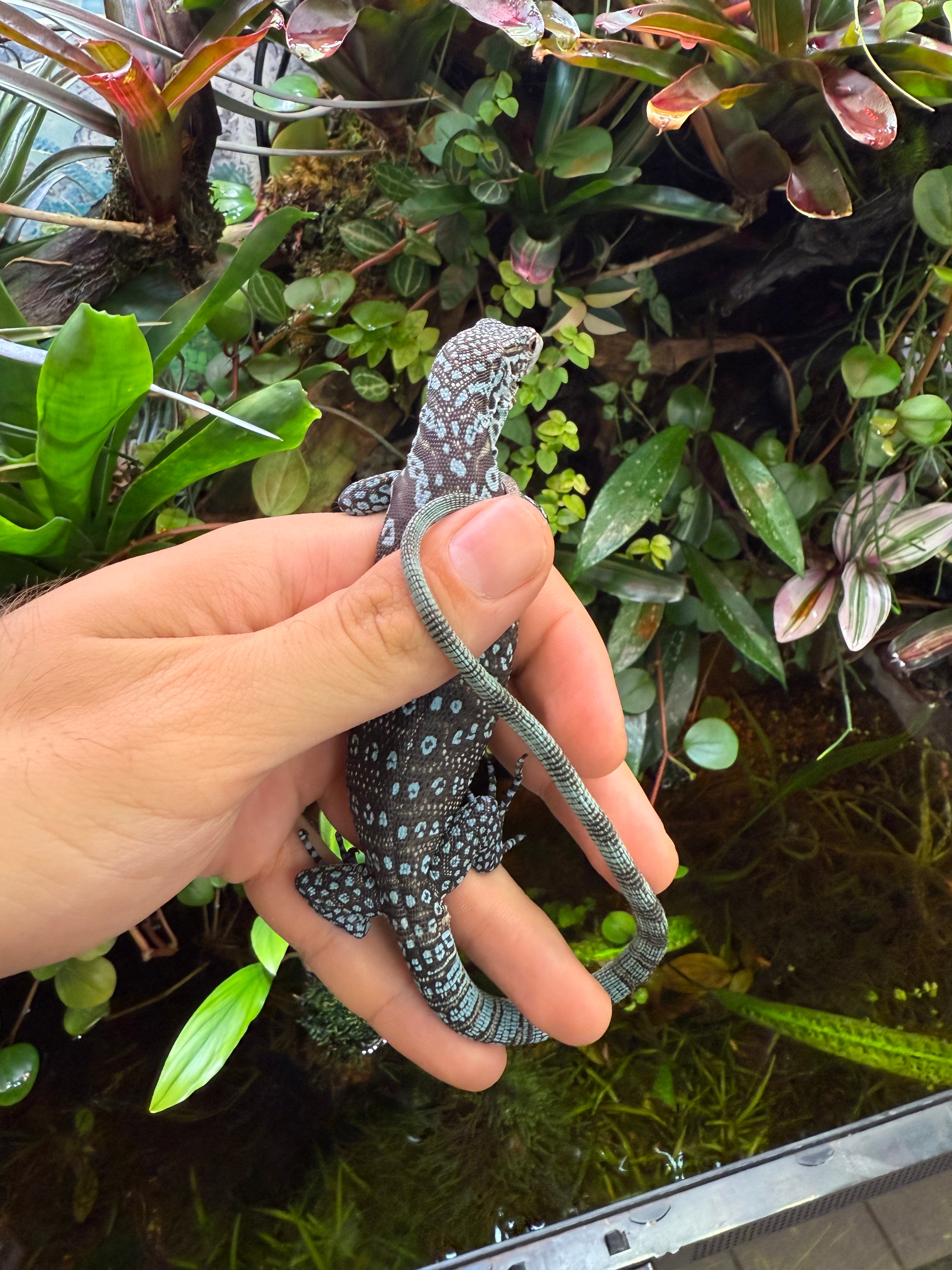 Blue Tree Monitor Baby (Varanus macraei)