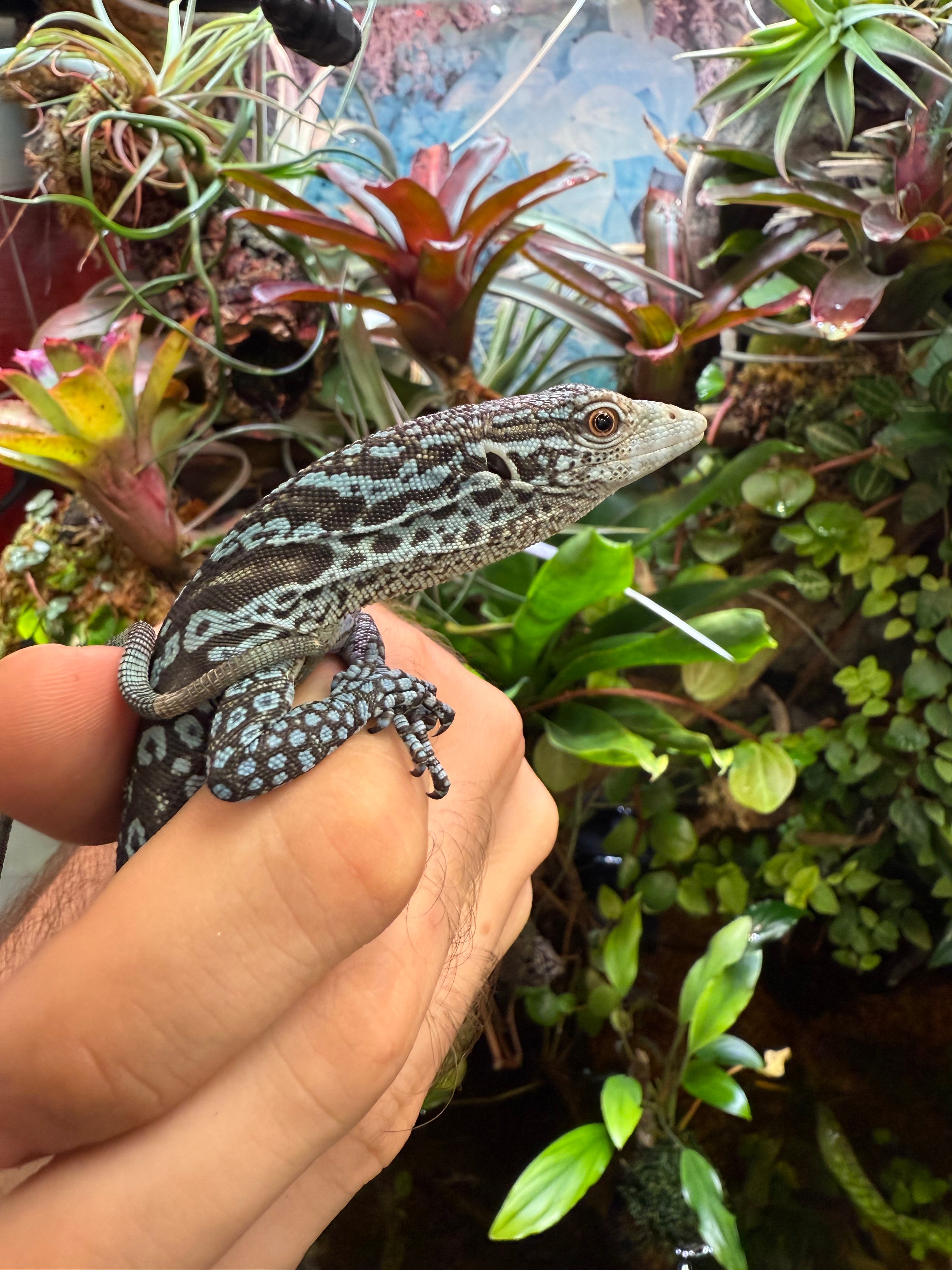Blue Tree Monitor Baby (Varanus macraei)