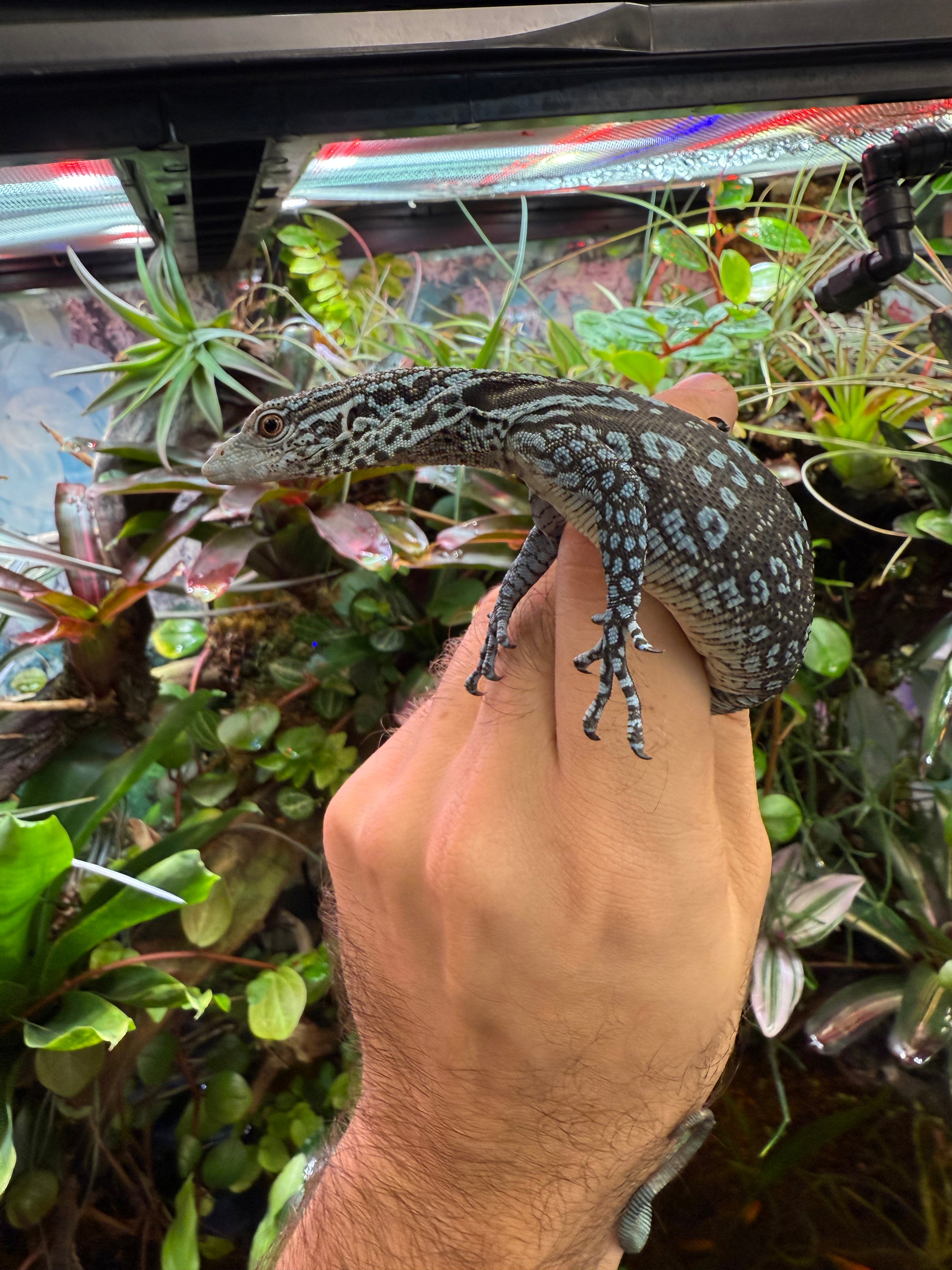 Varan bleu (Varanus macraei)