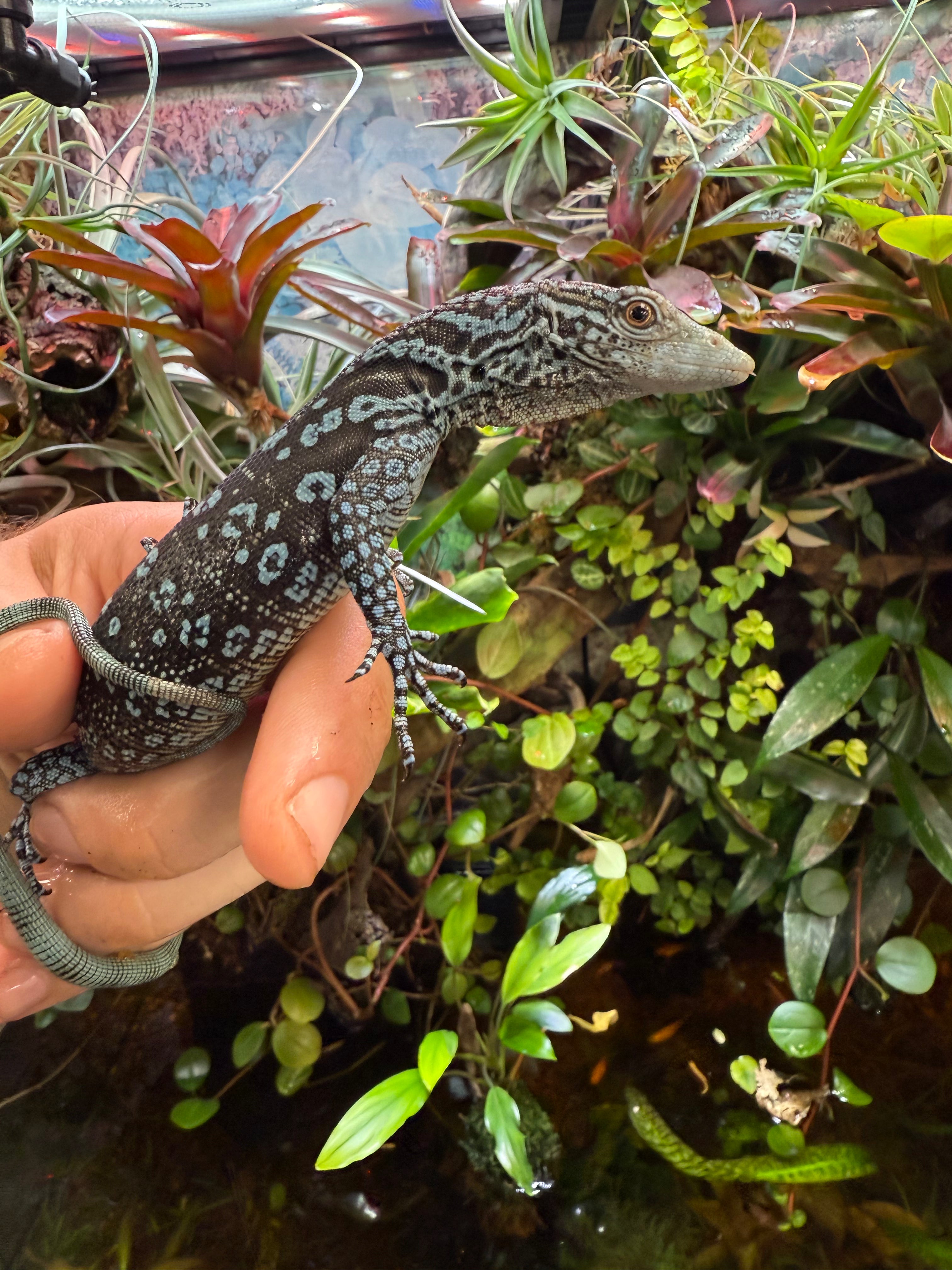 Varan bleu (Varanus macraei)