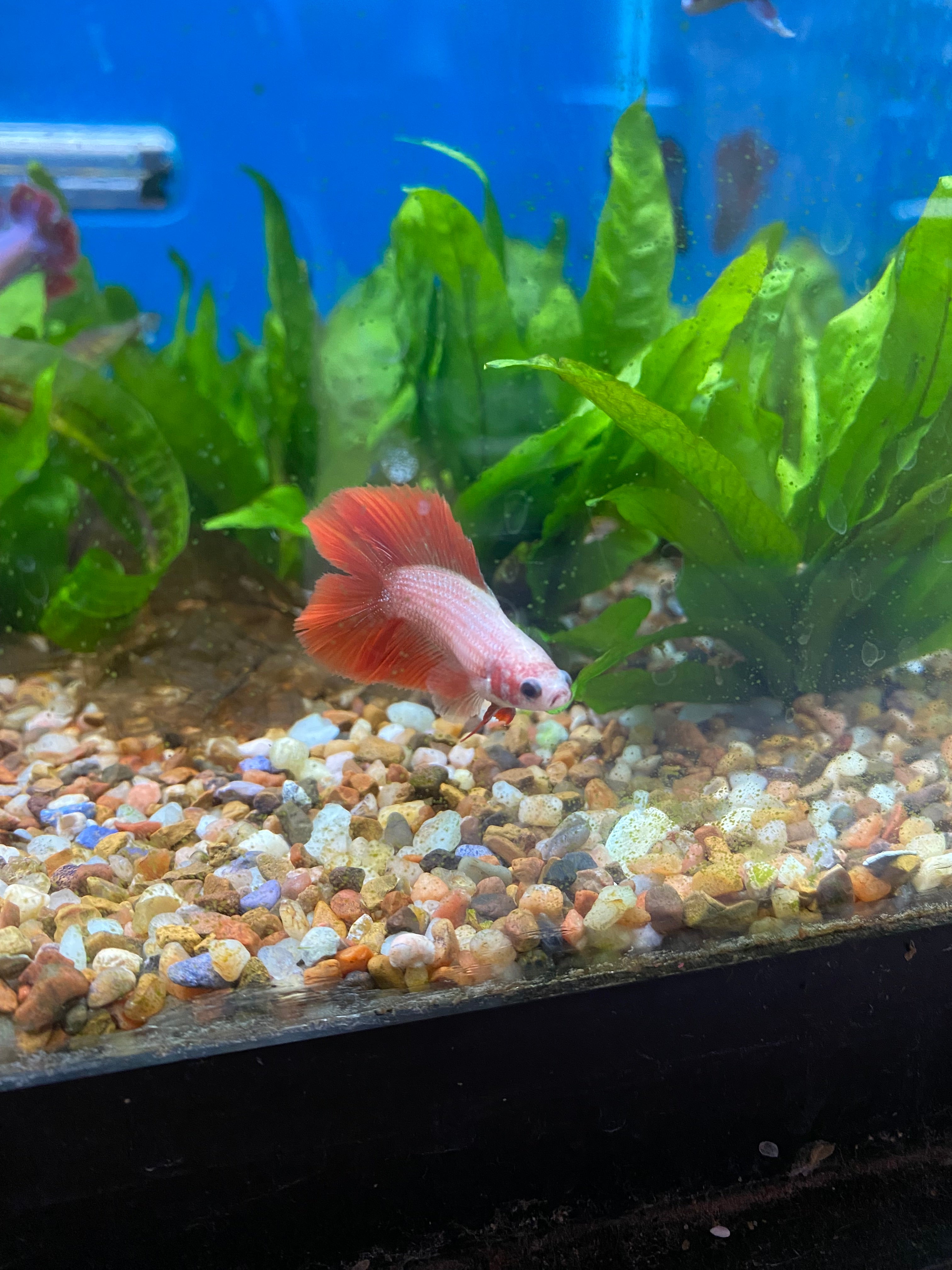 Wysiwyg best sale betta fish