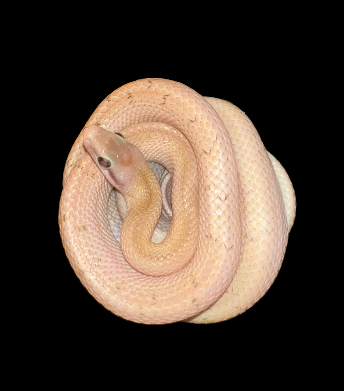 Chinese Beauty Rat Snake (Platinum Het. Calico)