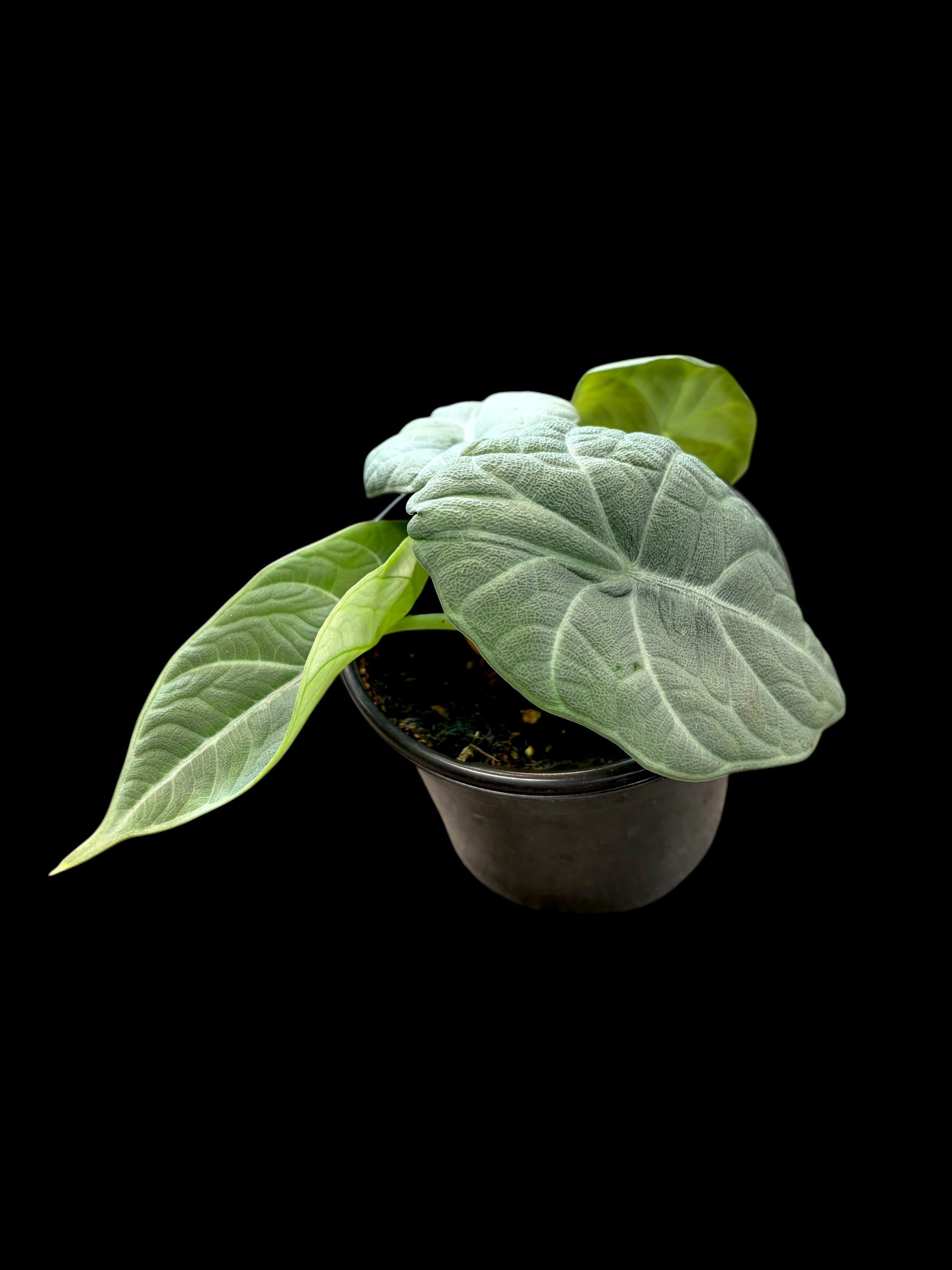 Alocasia Maharani