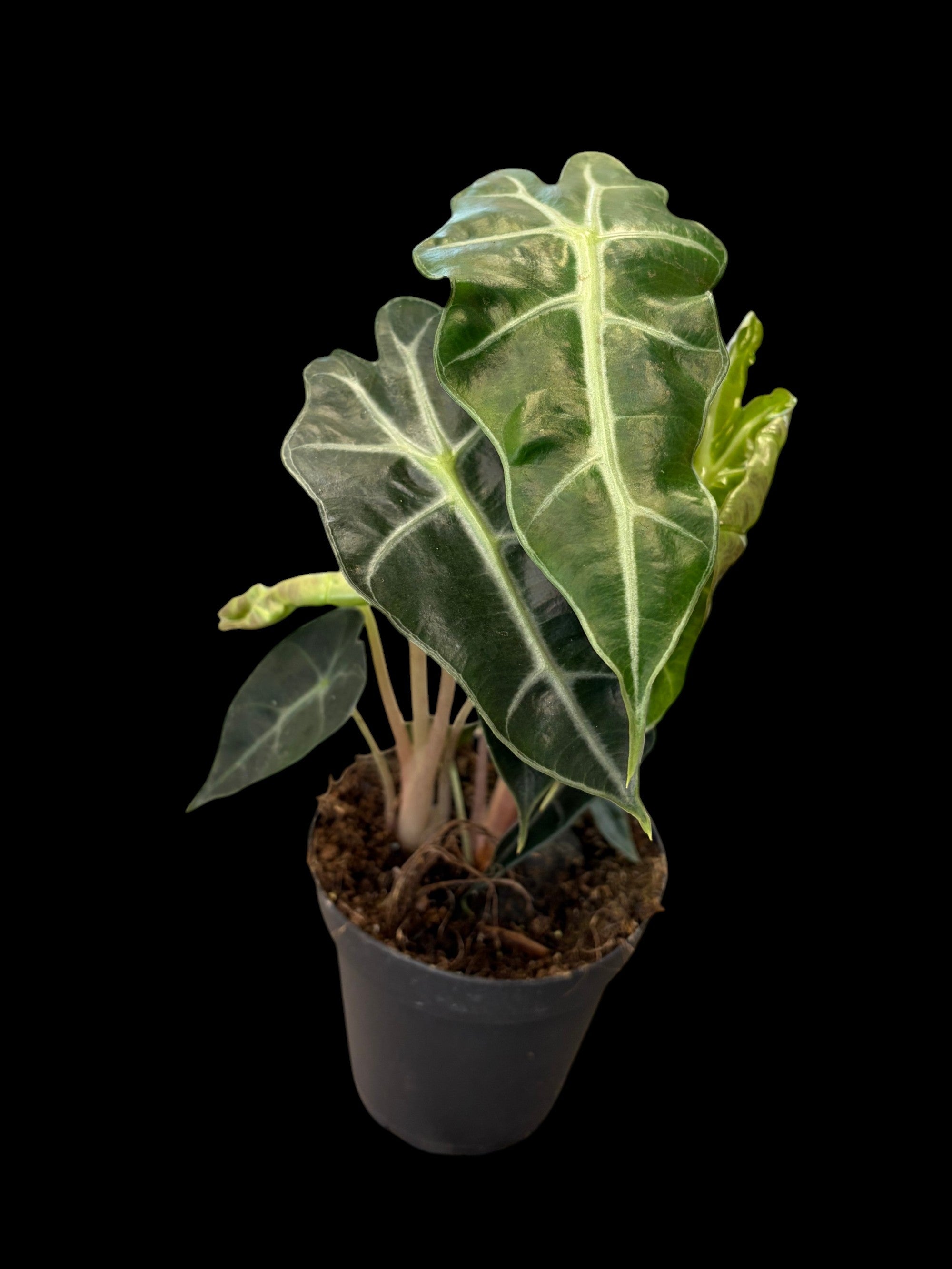 Alocasia 'Polly'