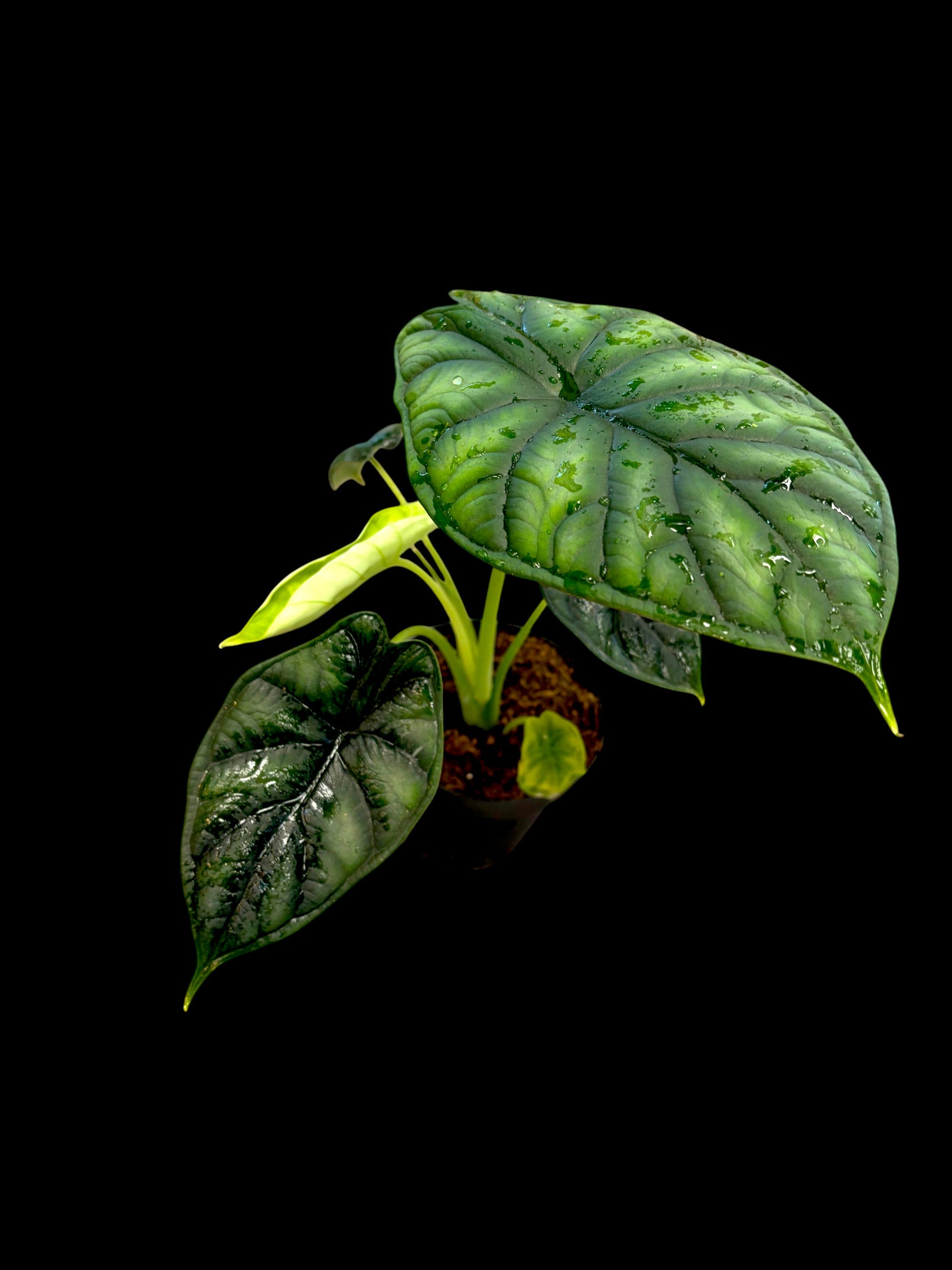 Alocasia baginda 'Écaille de dragon'