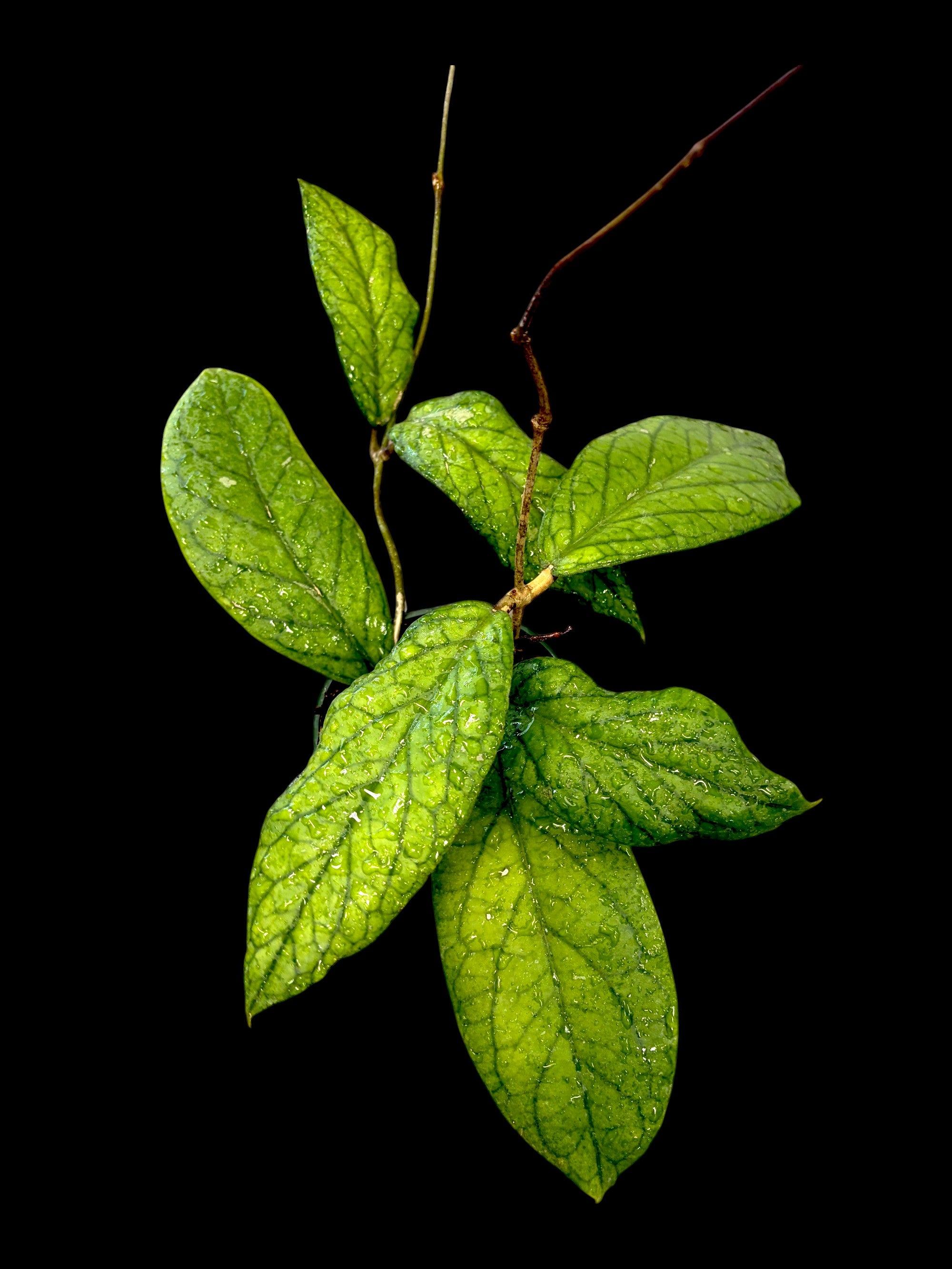 Hoya callistophylla vena