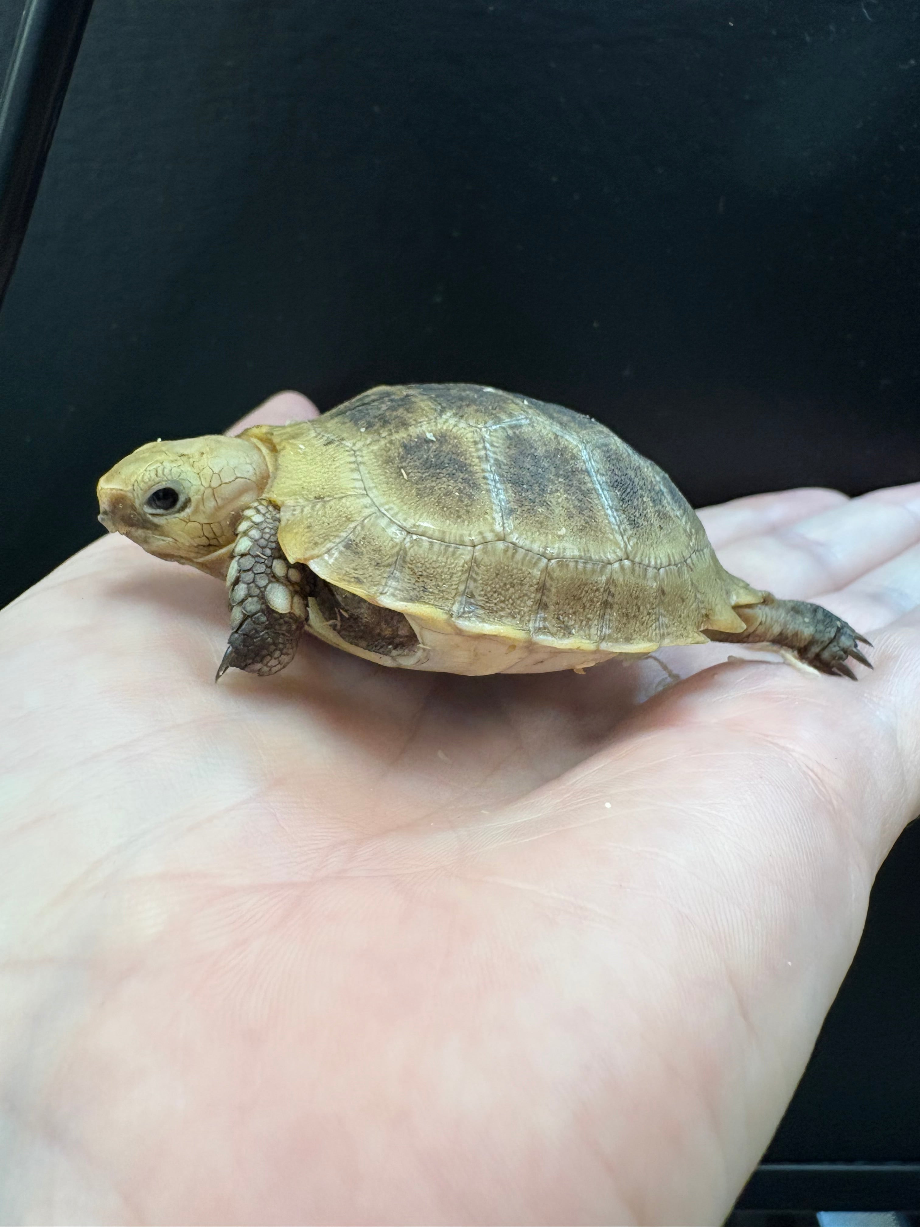 Tortue grecque