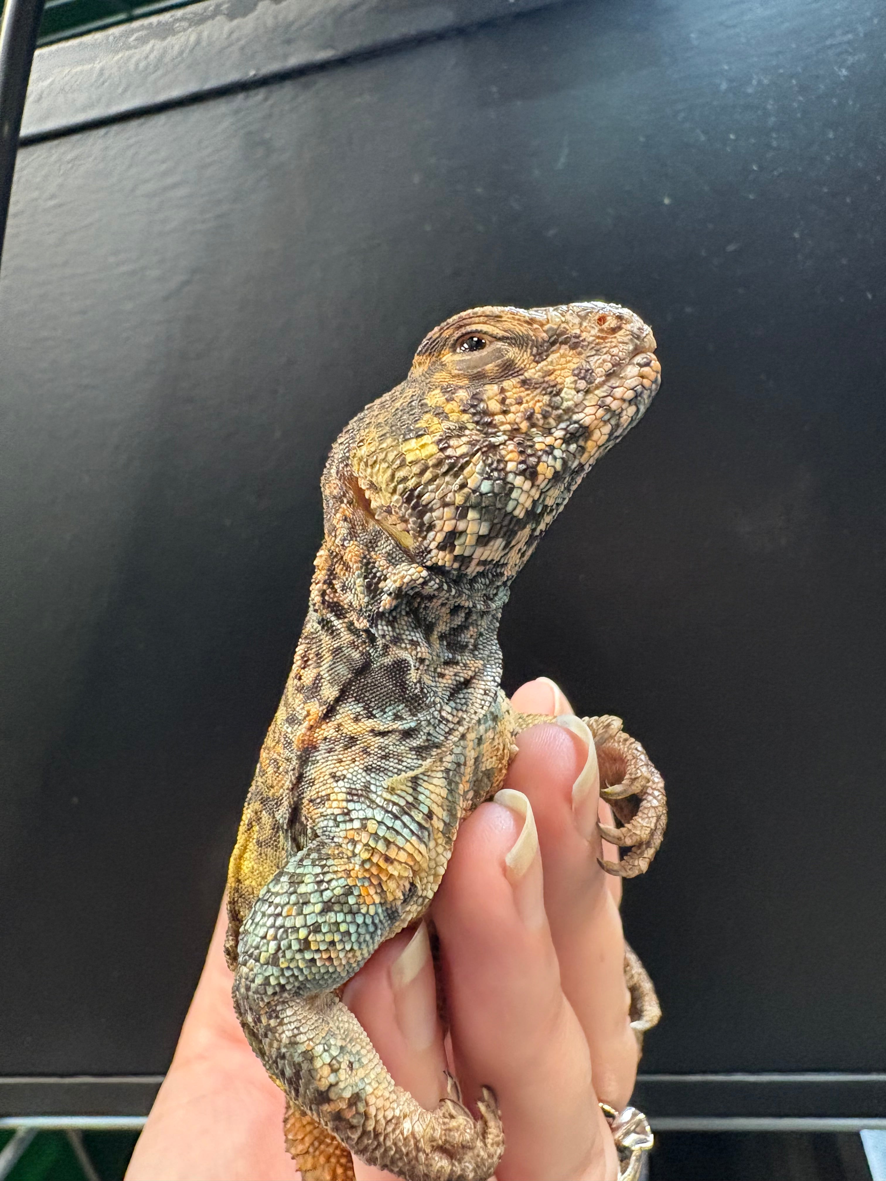 Uromastyx égyptien