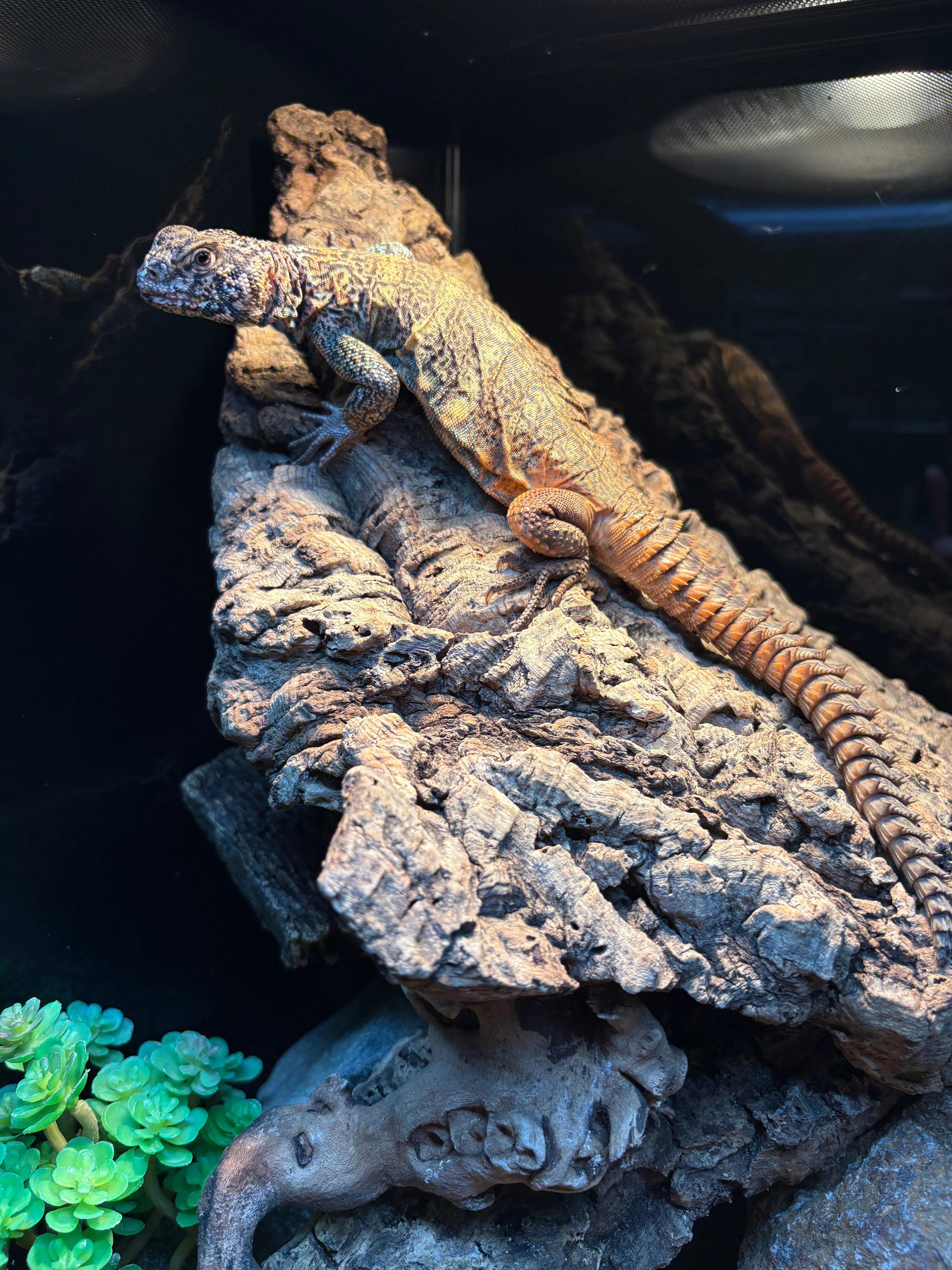 Uromastyx égyptien