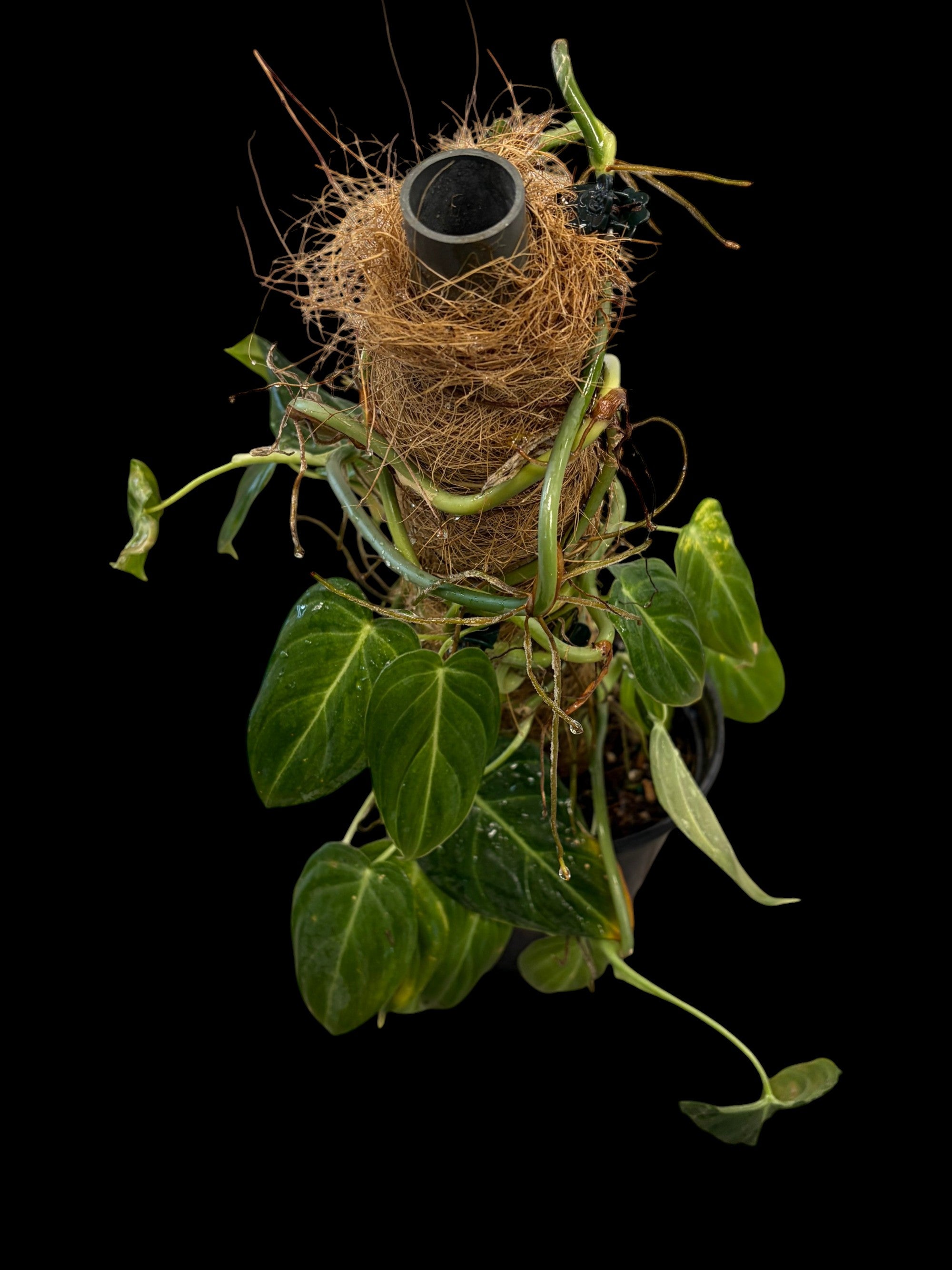 Philodendron Melanochrysum