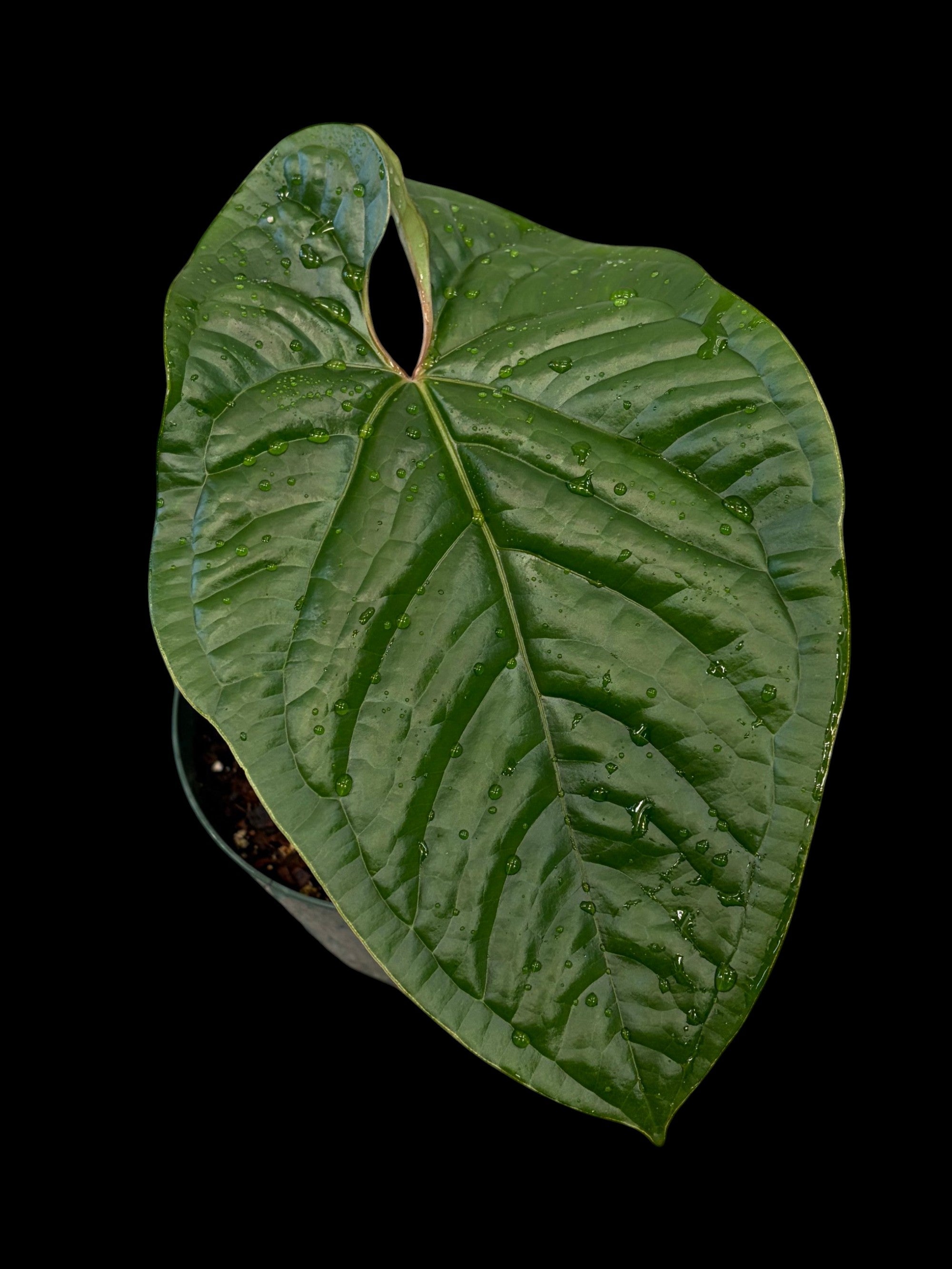 Anthurium Sparkling River