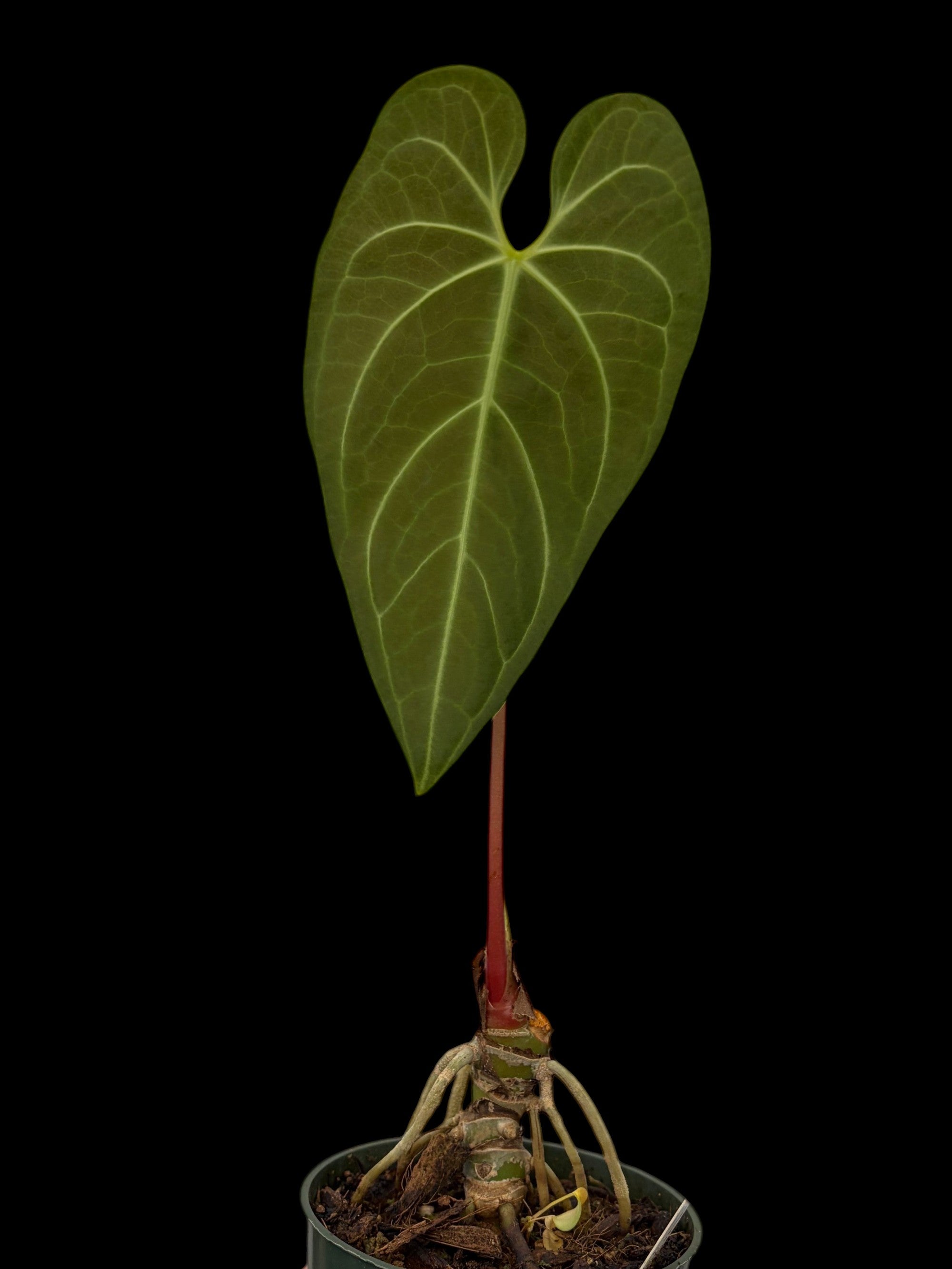 Anthurium papillilaminum