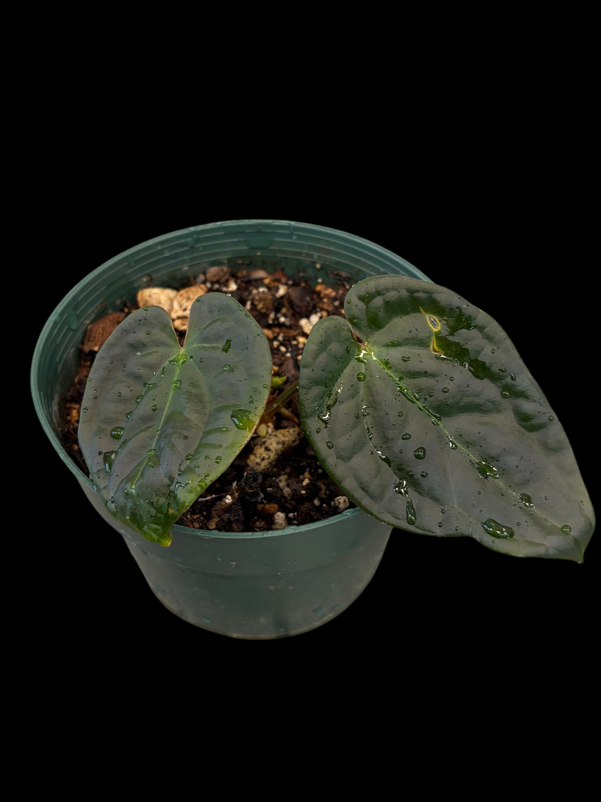 Anthurium David Portilla rêve d'un « croisement inversé »