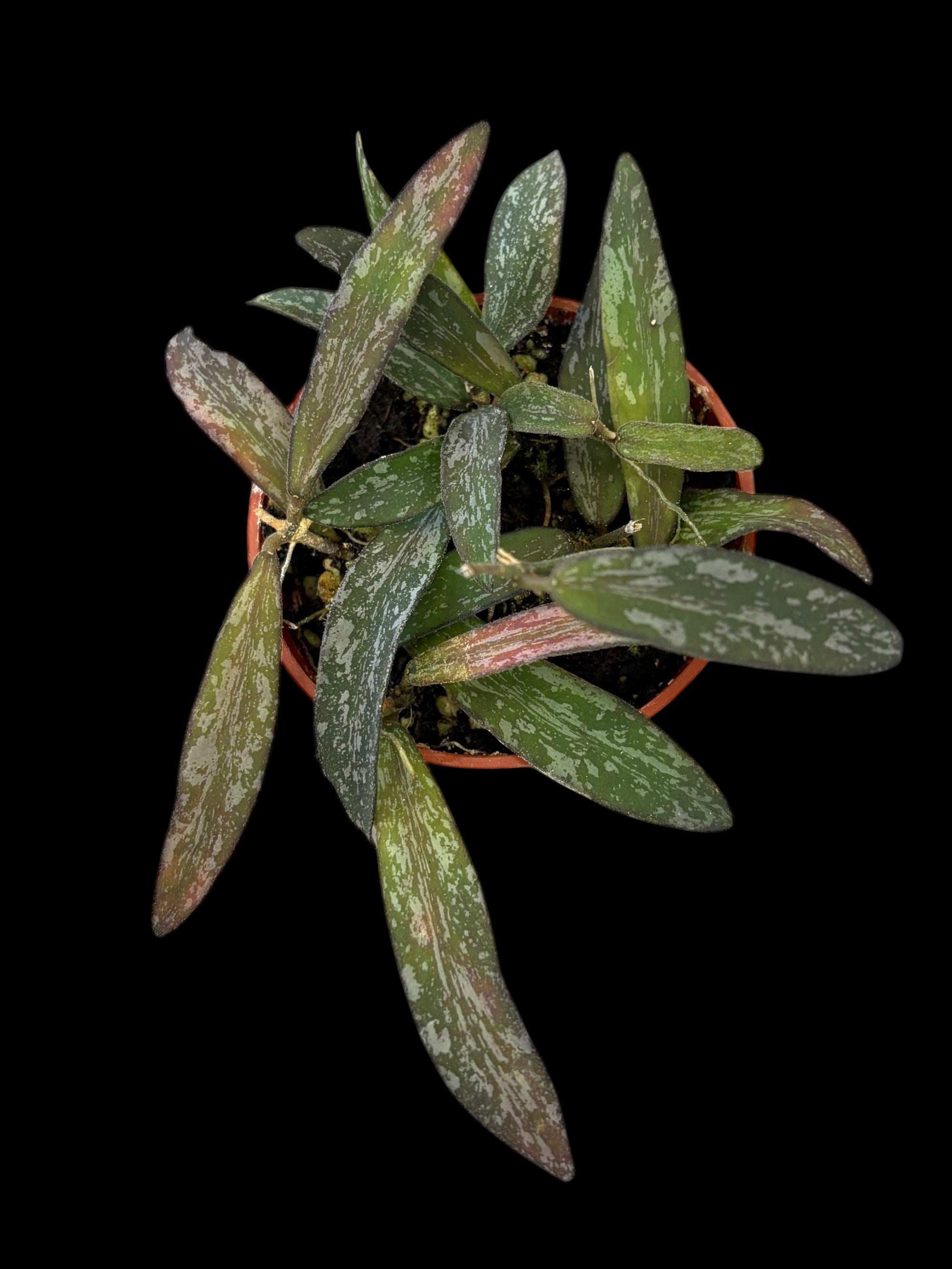 Hoya sigillatis 'red'