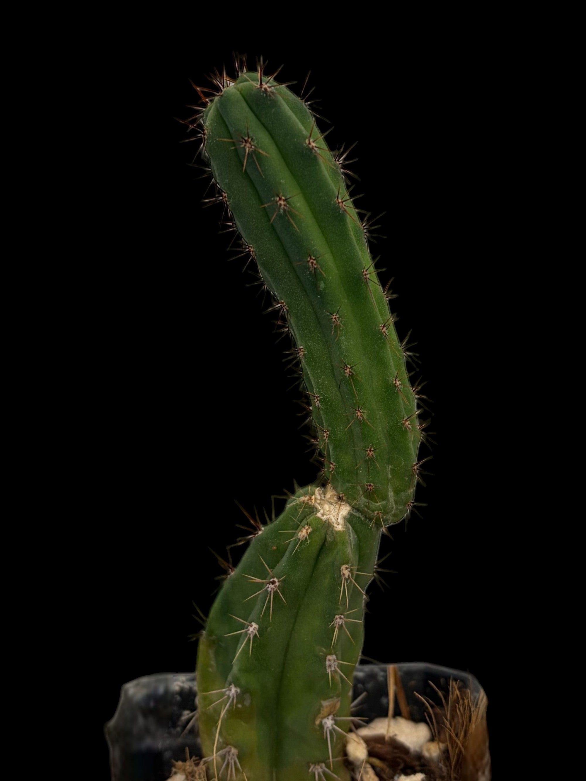 San Pedro Cactus