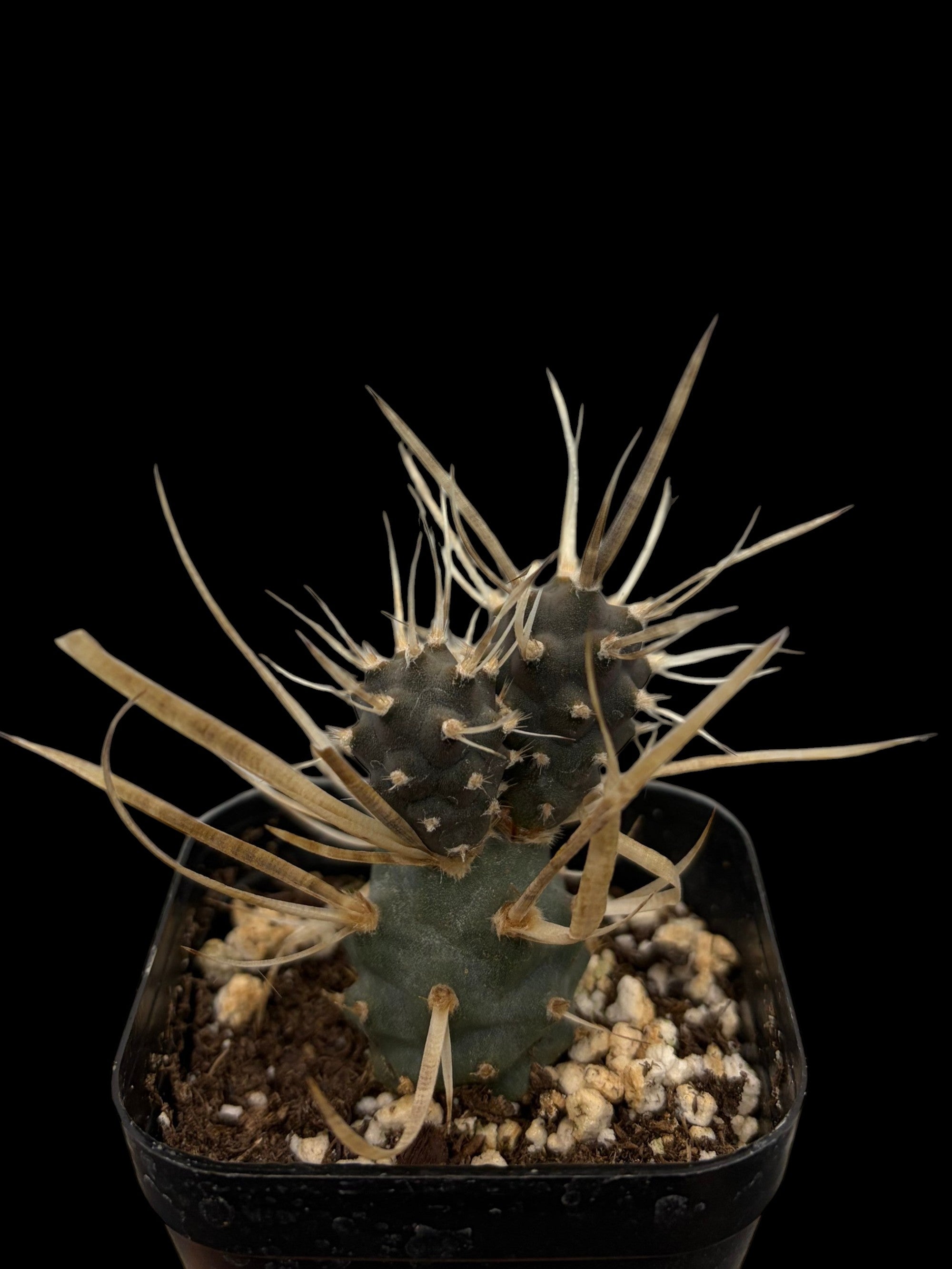 Paper Cactus 'Tephrocactus articulatus var. papyracathus'