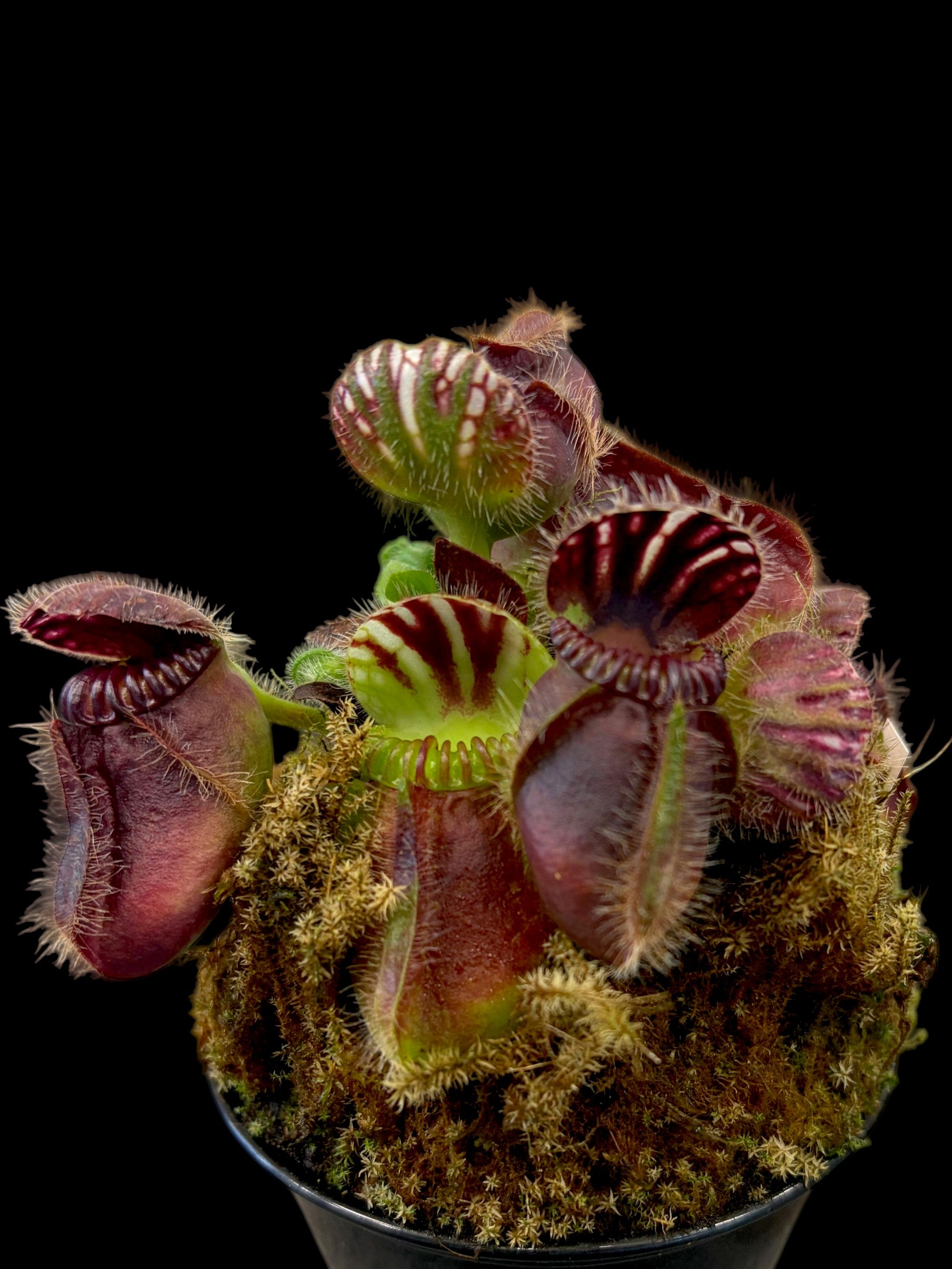Céphalotus 'Plage de la mine de charbon'