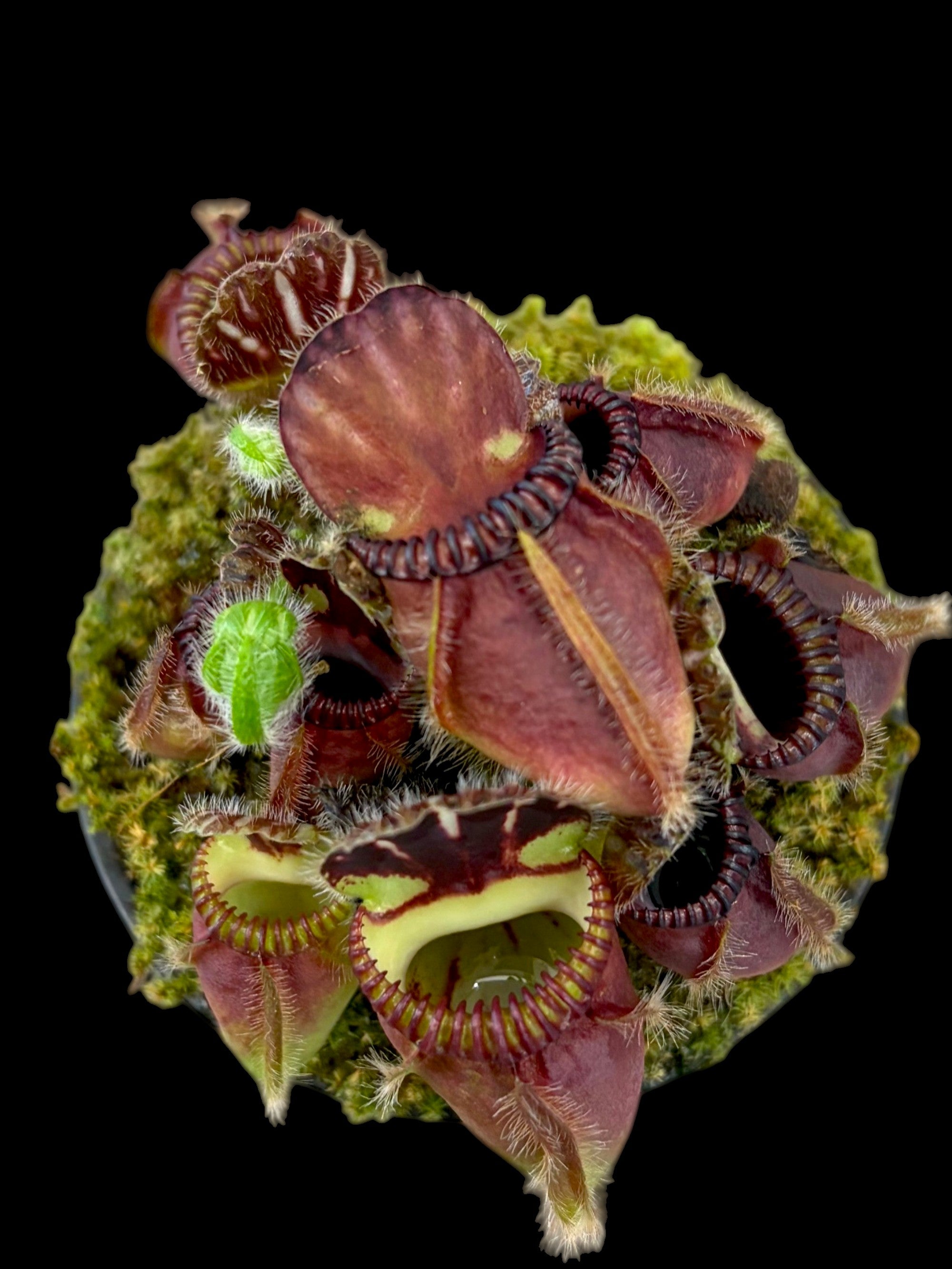 Cephalotus 'Kalgan River'