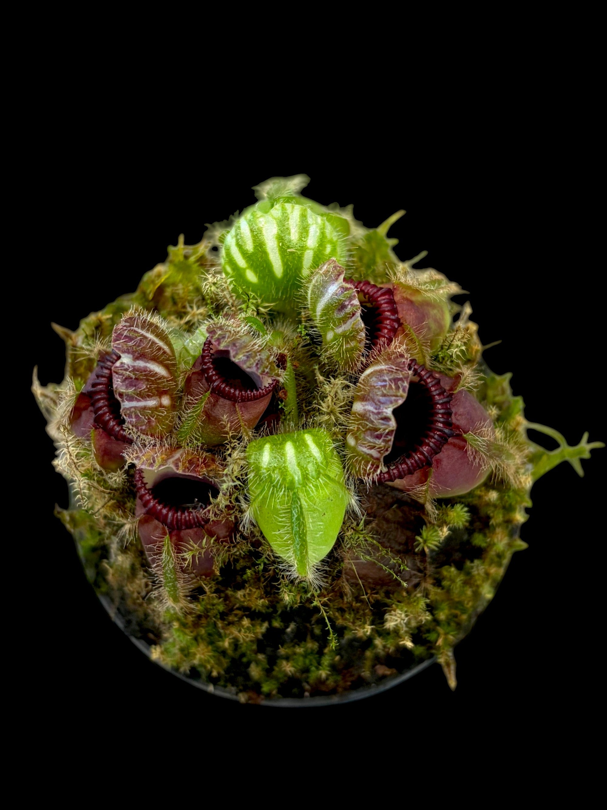 Cephalotus 'Northcliffe'