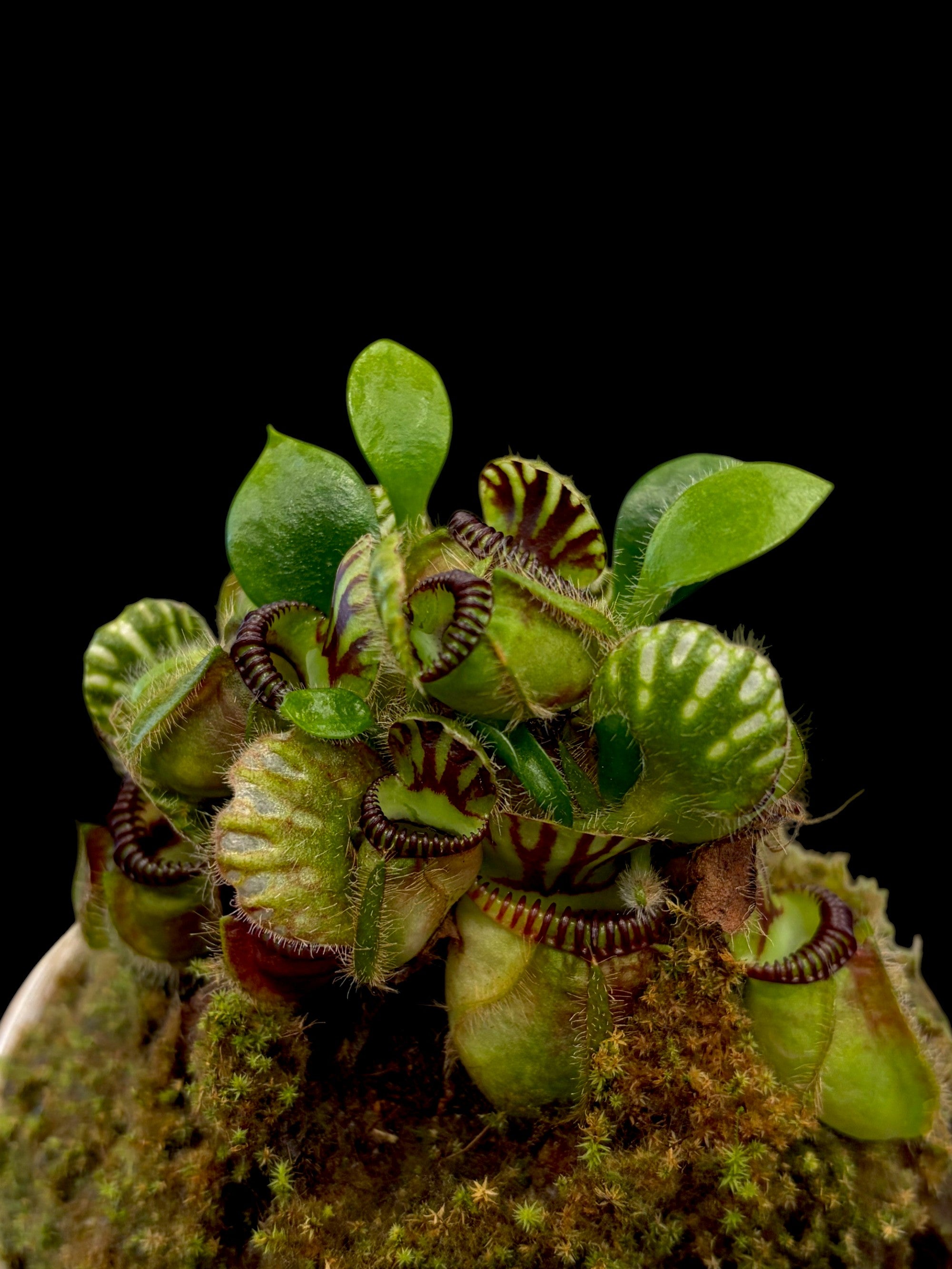 Cephalotus 'Walpole'